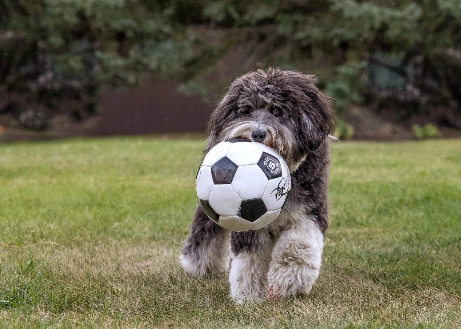 How to keep your dog happy and content