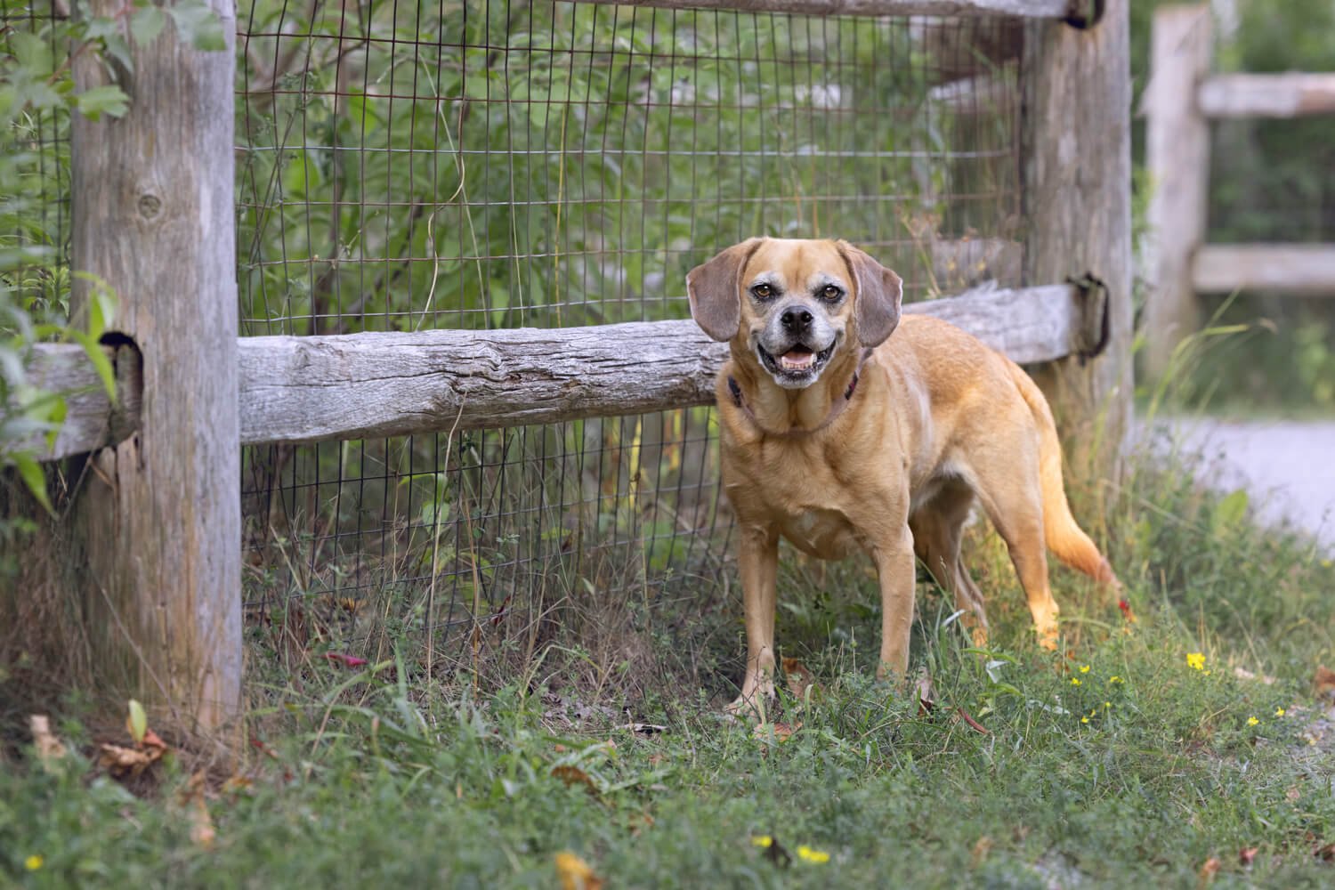 Again from left to right the fence forms a leading line to Lexi