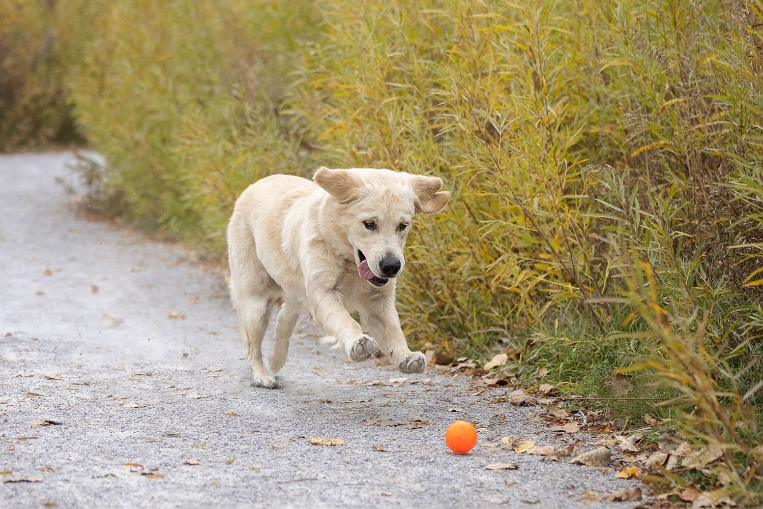  Benny the Golden Retriever chasing a ball during his photo session 