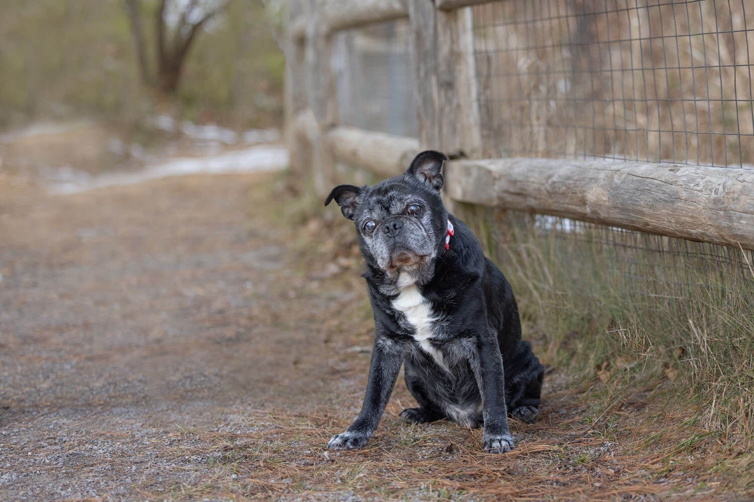 A sweet senior dog