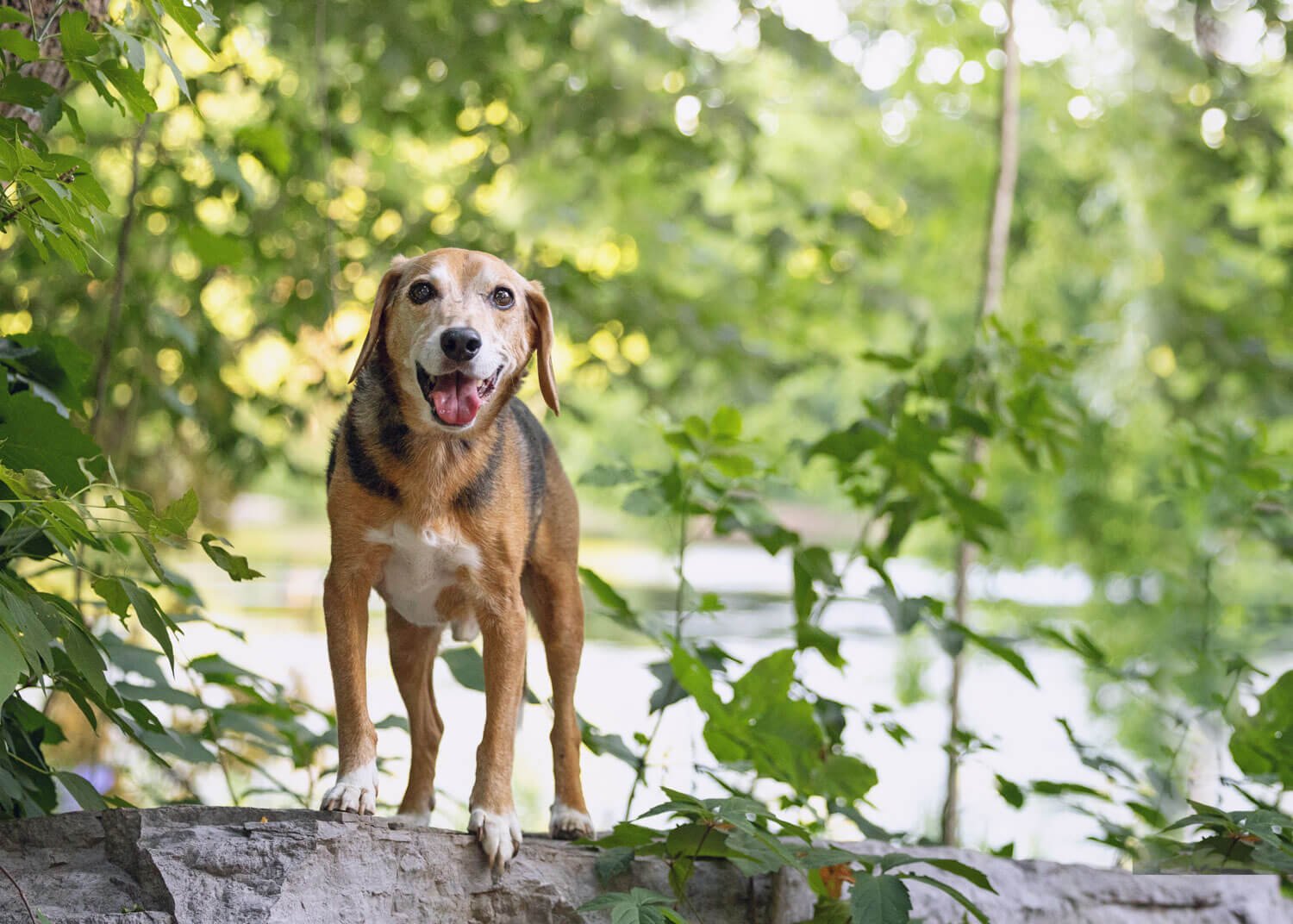 Dog on a rock