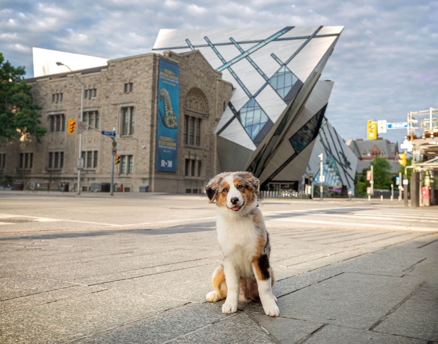 Toronto-city-dog-photo-shoots