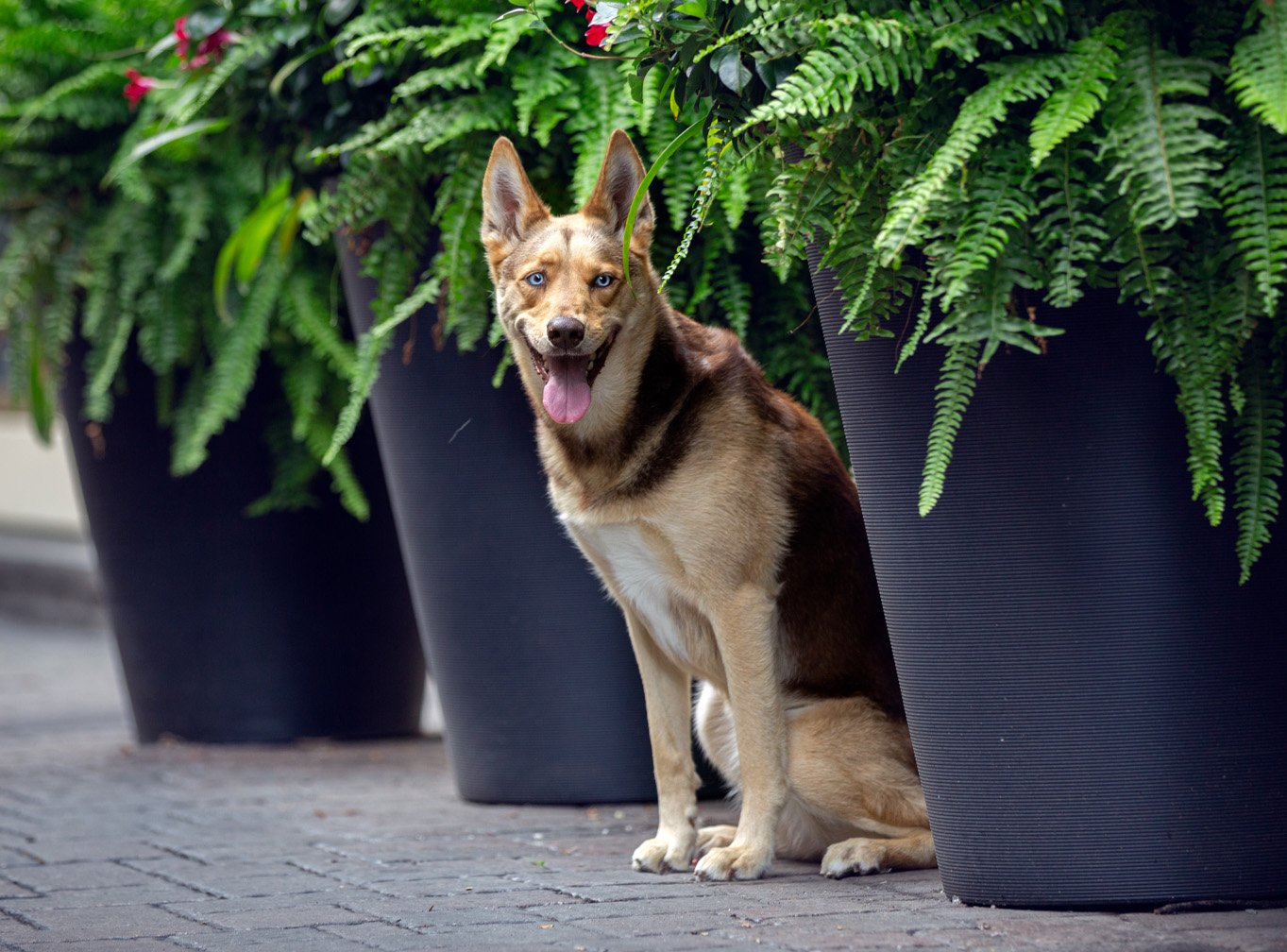 Photography-of-dogs-in-Toronto