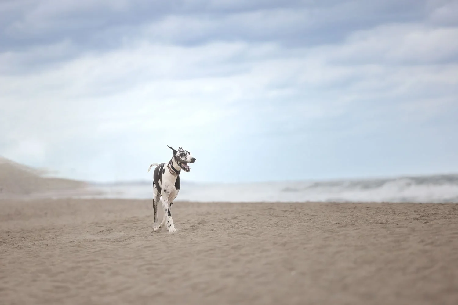 The Beaches: Toronto's Ultimate dog-friendly haven