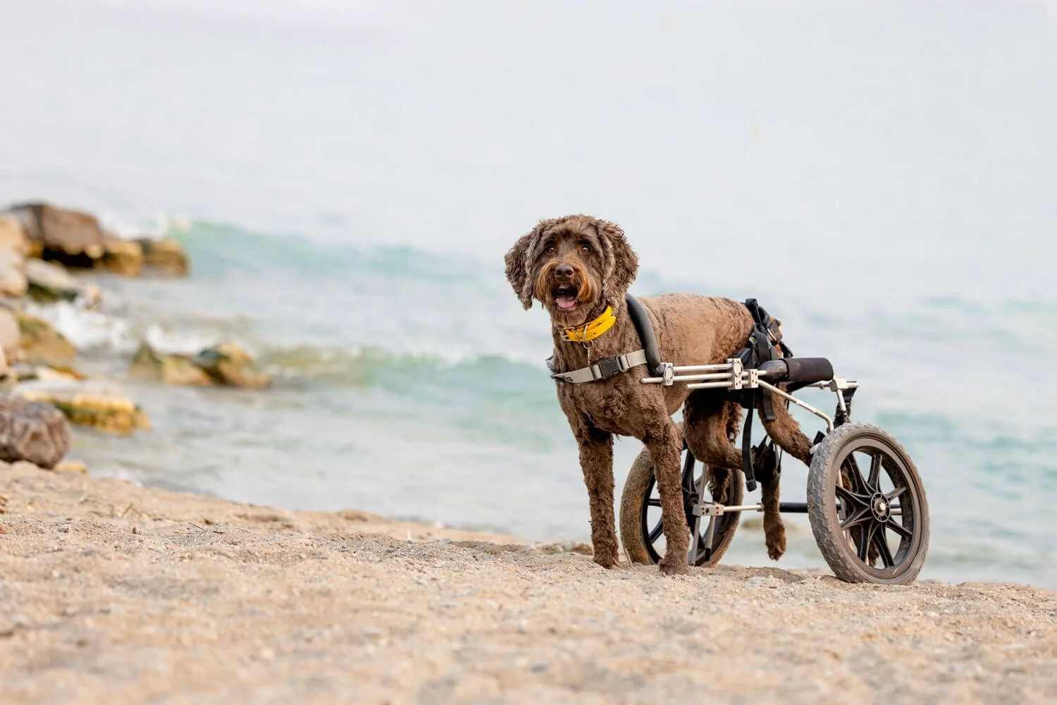 A Pet and People Photography Session at The Beaches in Toronto