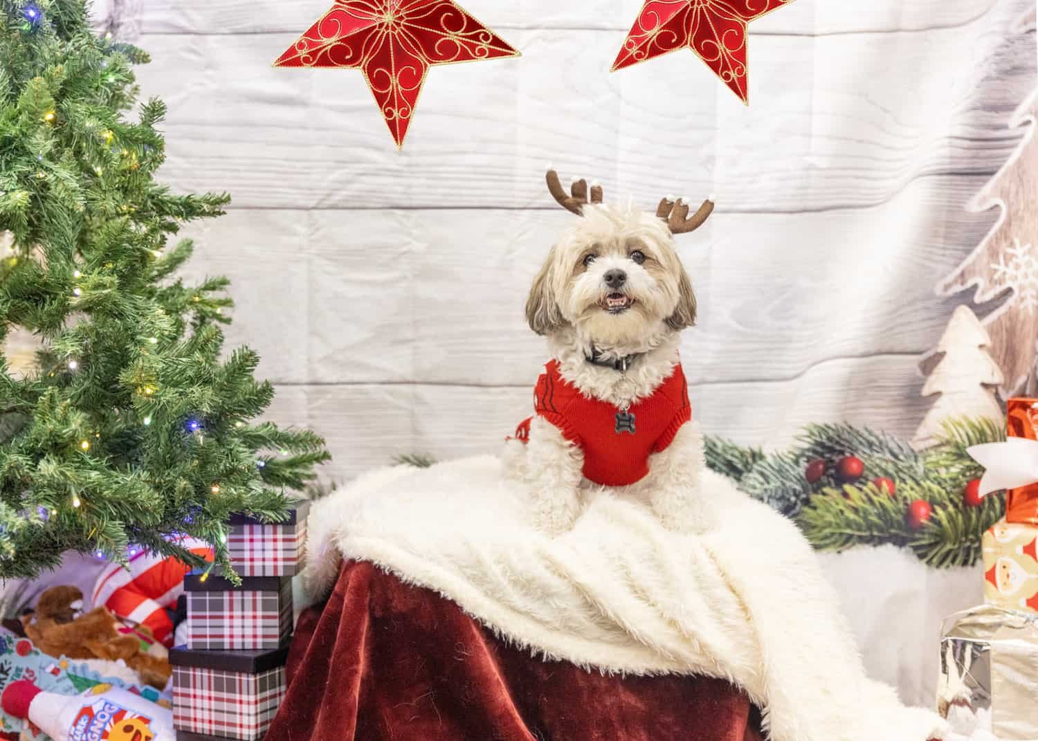 Pet-in-Christmas-outfit-sweater.jpg