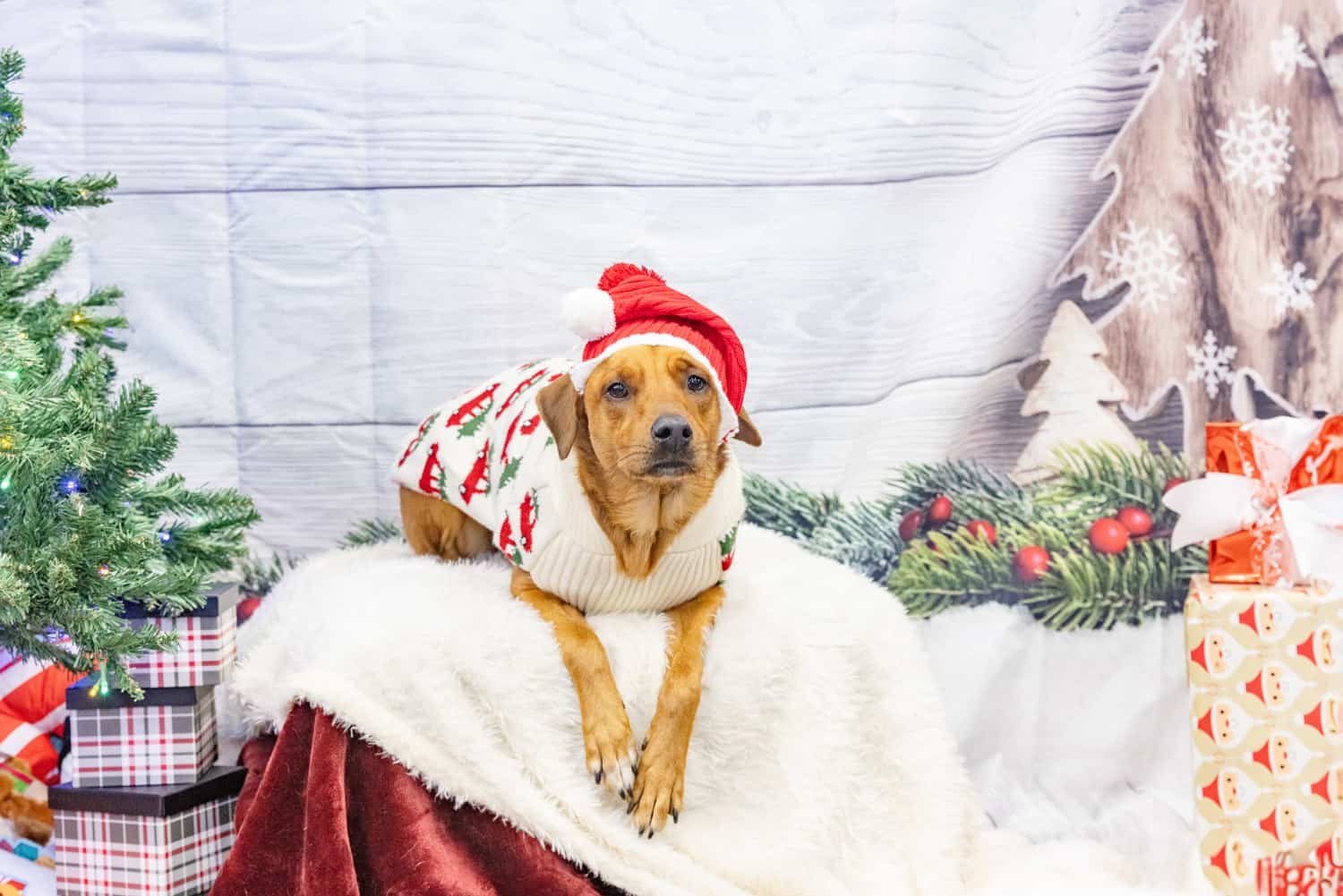 dog-in-Christmas-sweater.jpg