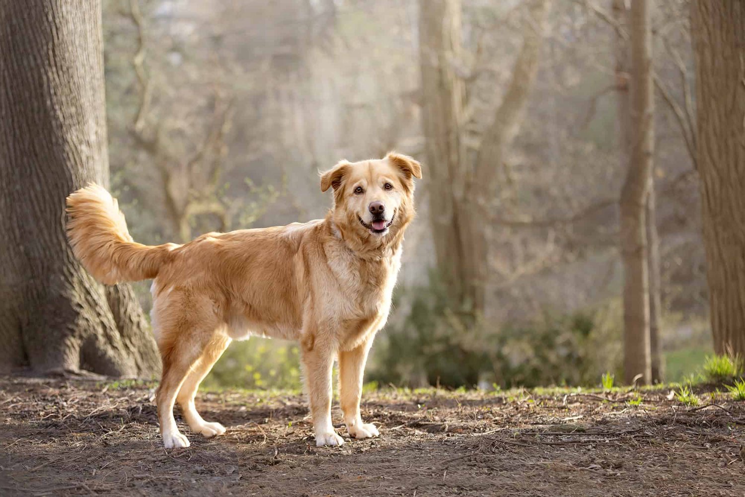 Photographs of Dog Breeds: Captivating Canine Gallery