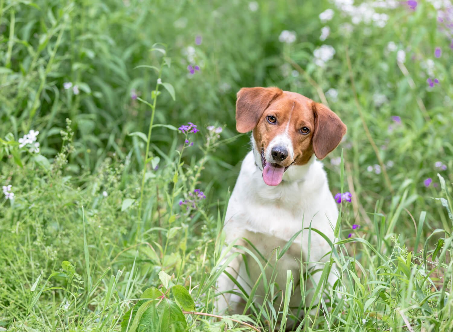 Beagle-dog-in-flowers.jpg