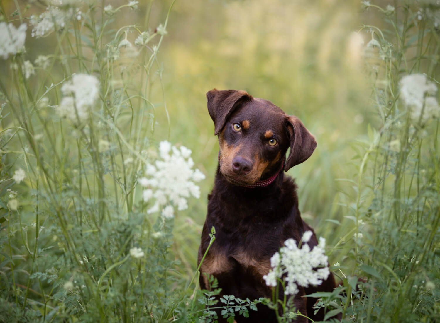 dog in queen annes lace.jpg