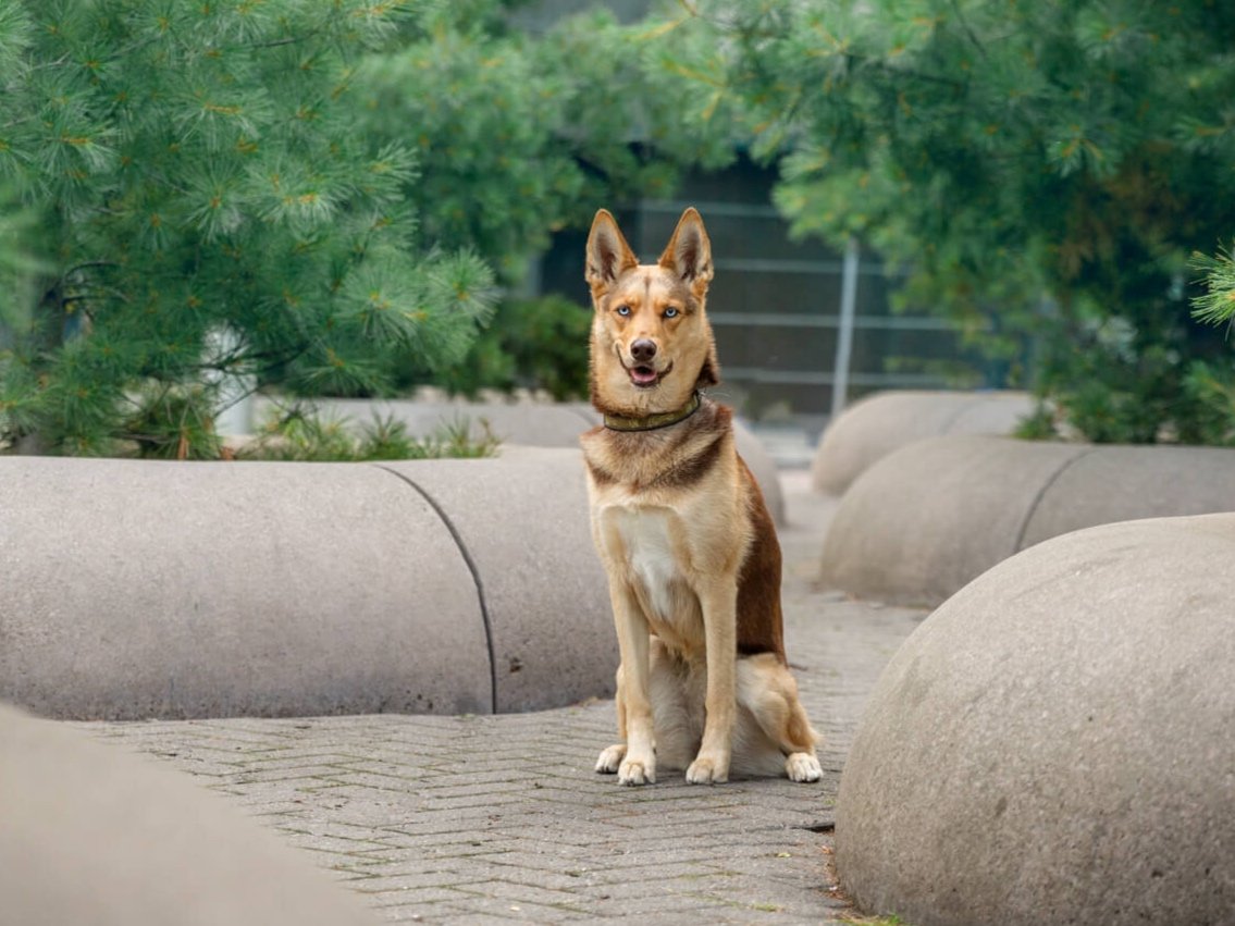 CONCRETE CIRCLES IN THE CITY FRAME THIS GERMAN SHEPHERD IN HIS TORONTO CITY DOG PHOTO SESSION 