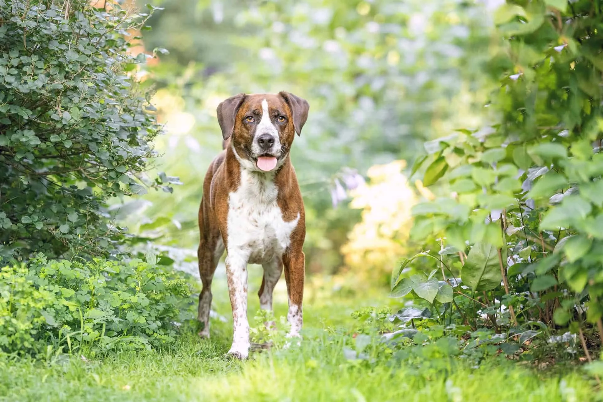 large dog amongst green trees and shrubs