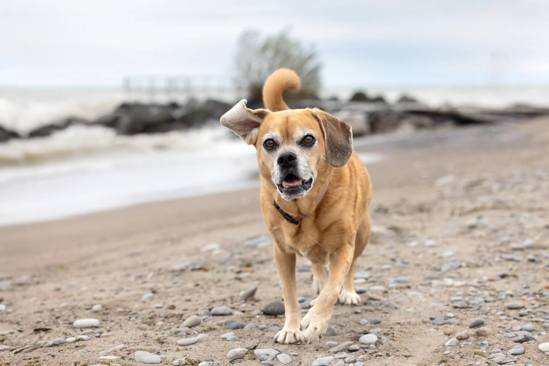 Toronto-outdoor-dog-photography