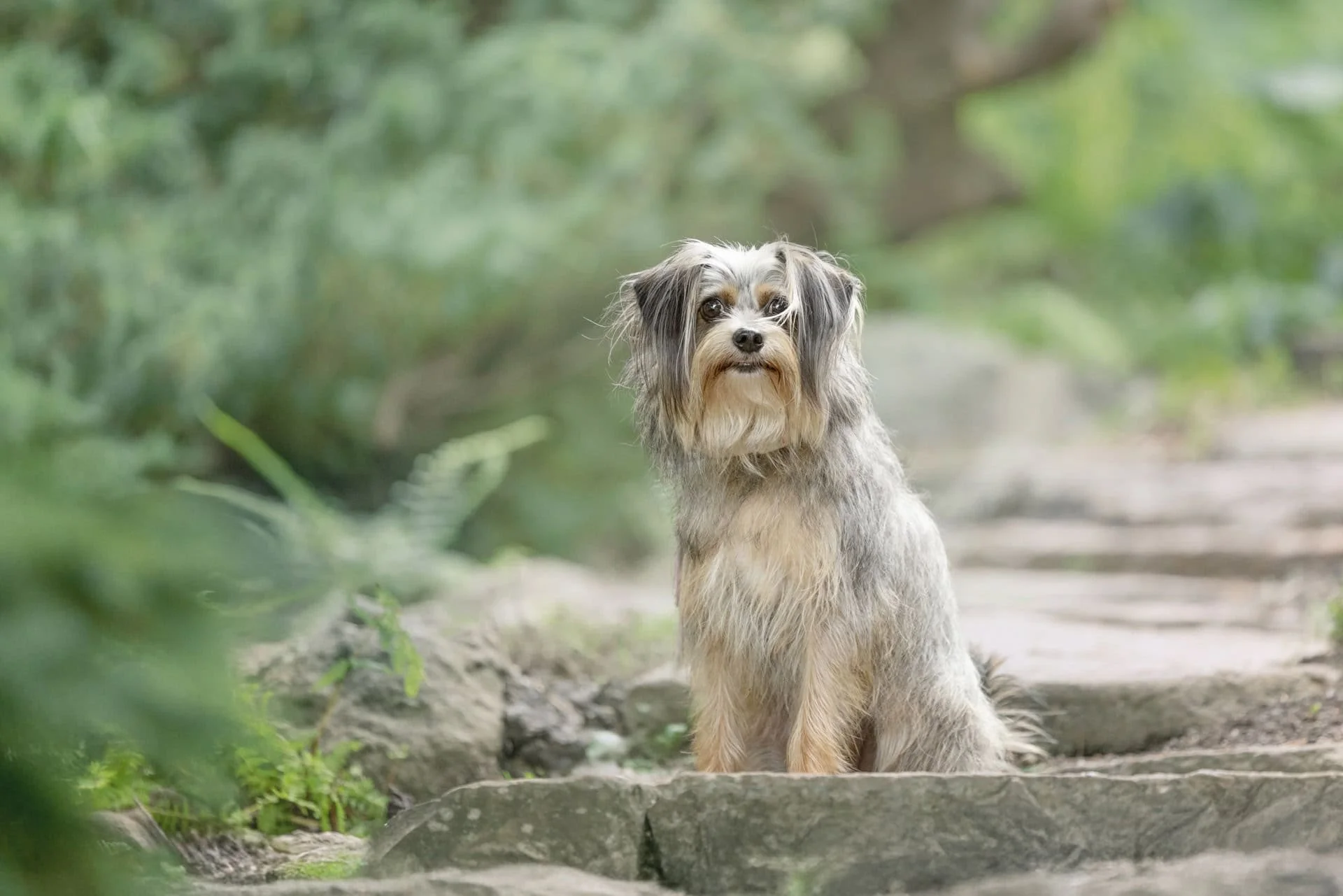 Cute scruffy dog sitting on a rock