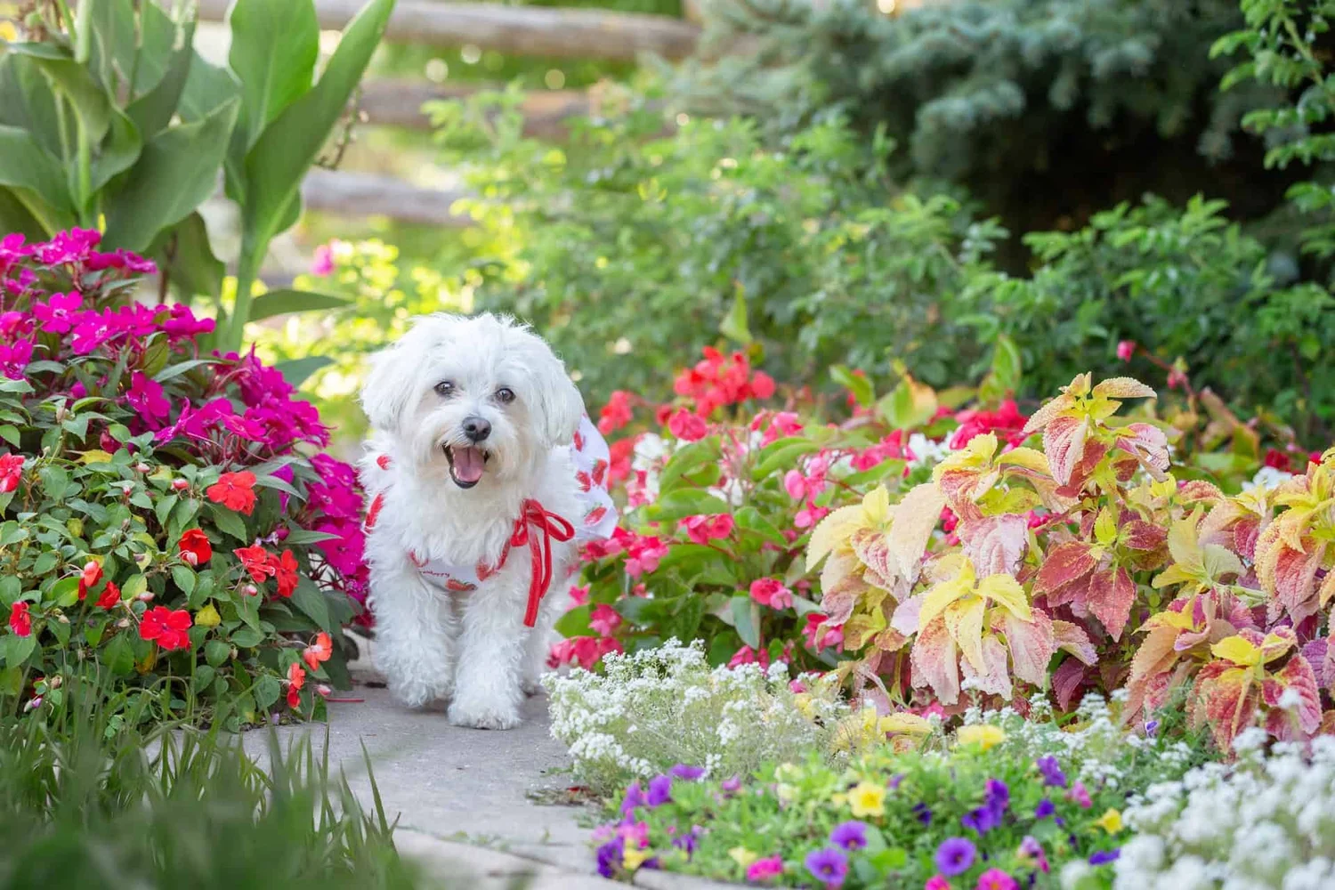 From Heartbreak to Puppy Love. Welcoming joy with a new puppy!