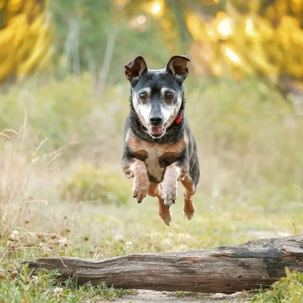 Introducing 2025’s Fun Toronto Dog Photo Awards
