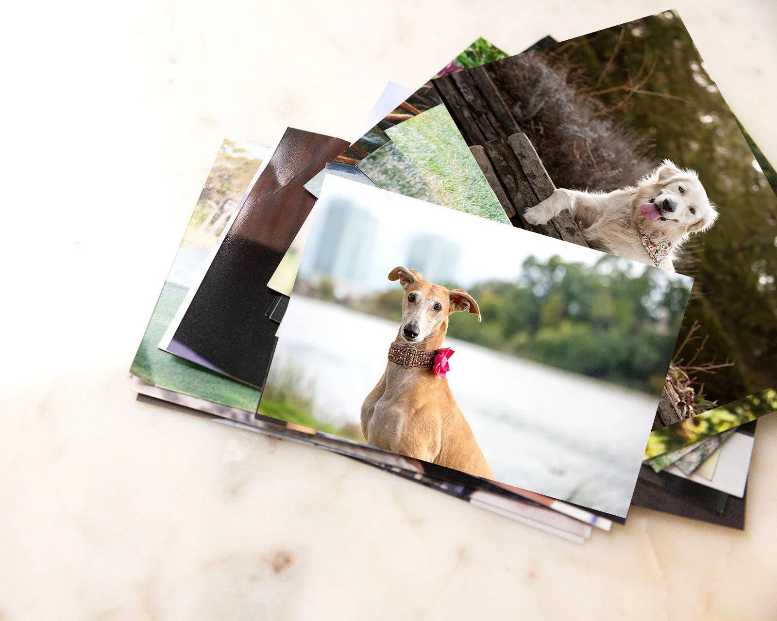 What to Print Yourself and What to Trust to Your Pet Photographer in Toronto