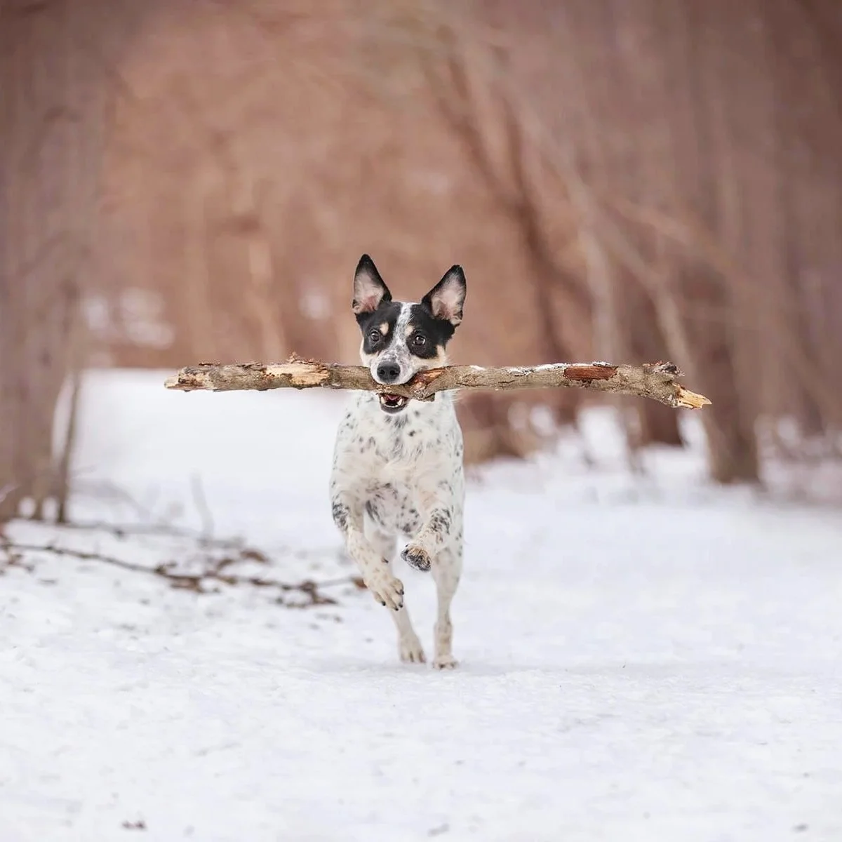 Photographing action at a dog photography session