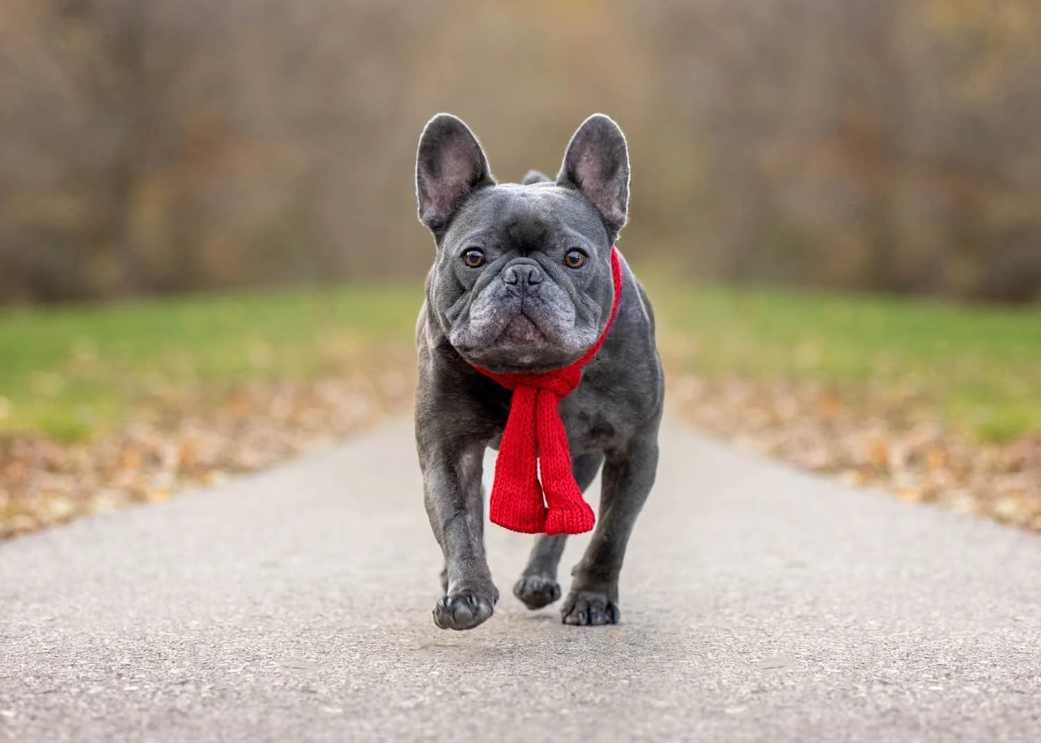 Should I take my dog to the dog park?