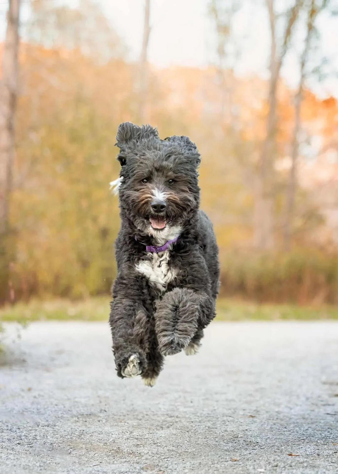 Dog with lying ears, paws off the ground, pure energy