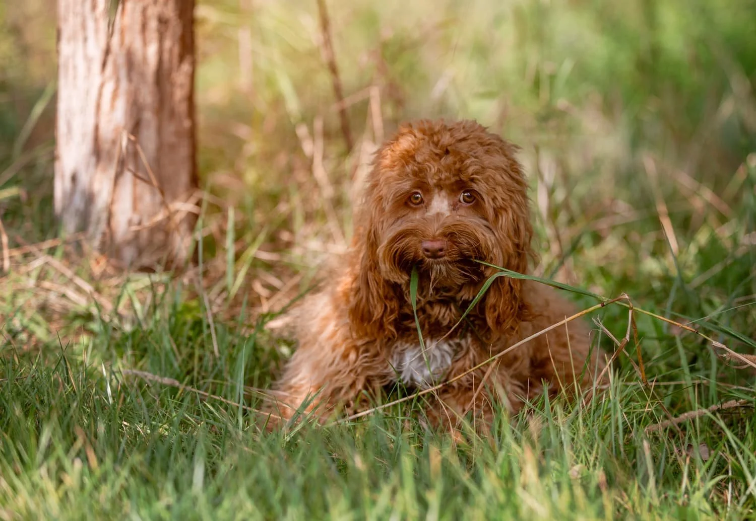 You may need to lay in the grass for a close up portrait!
