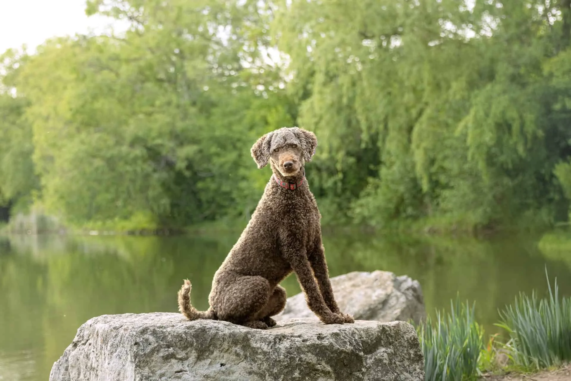 Stunning poodle on a rock at Toogood Pond Markham
