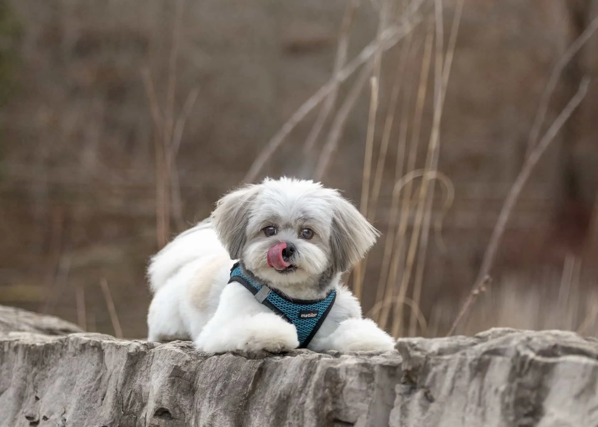 Small cute dog on a rock with his tongue out.