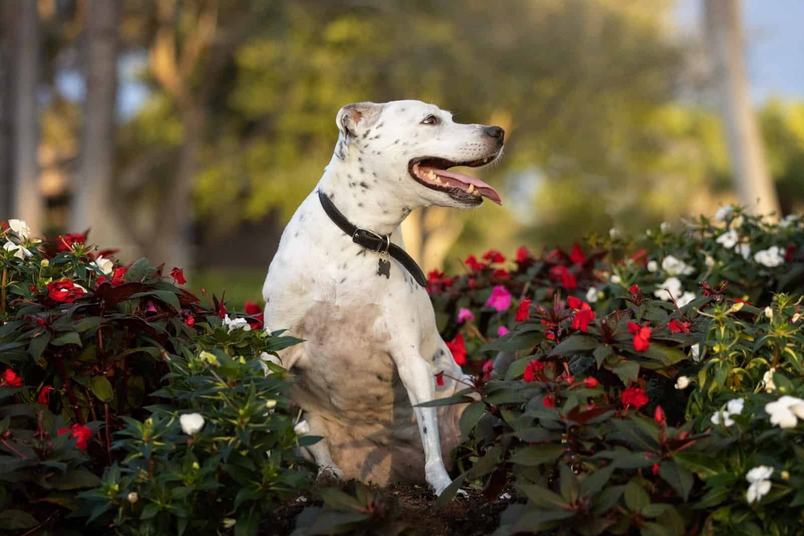 A BED OF FLOWERS FORMS A BEAUTIFUL NATURAL FRAME FOR THIS DOG