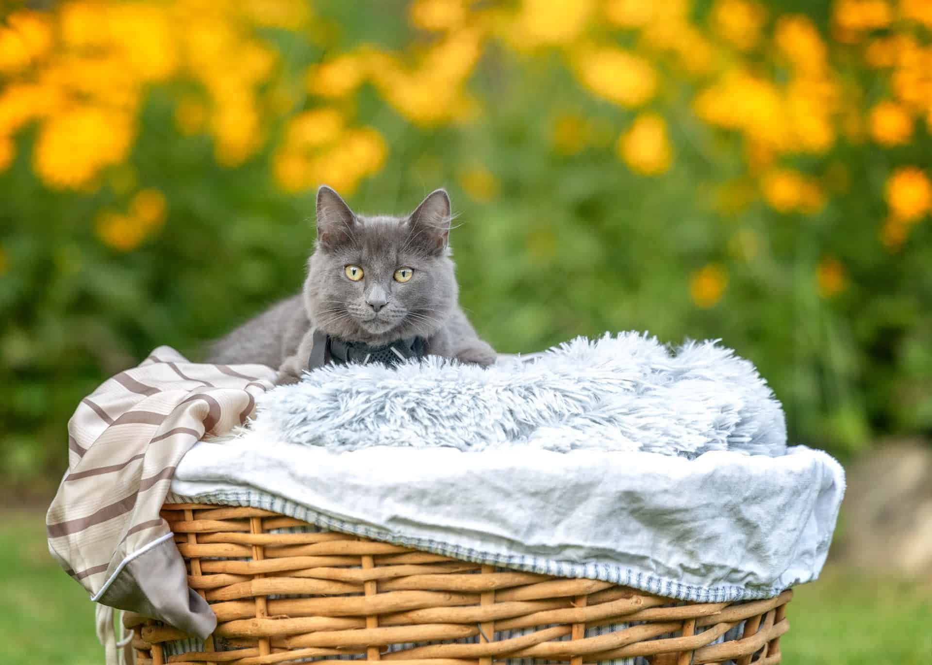 Grey cat on a summers day in front of bright yellow flowers