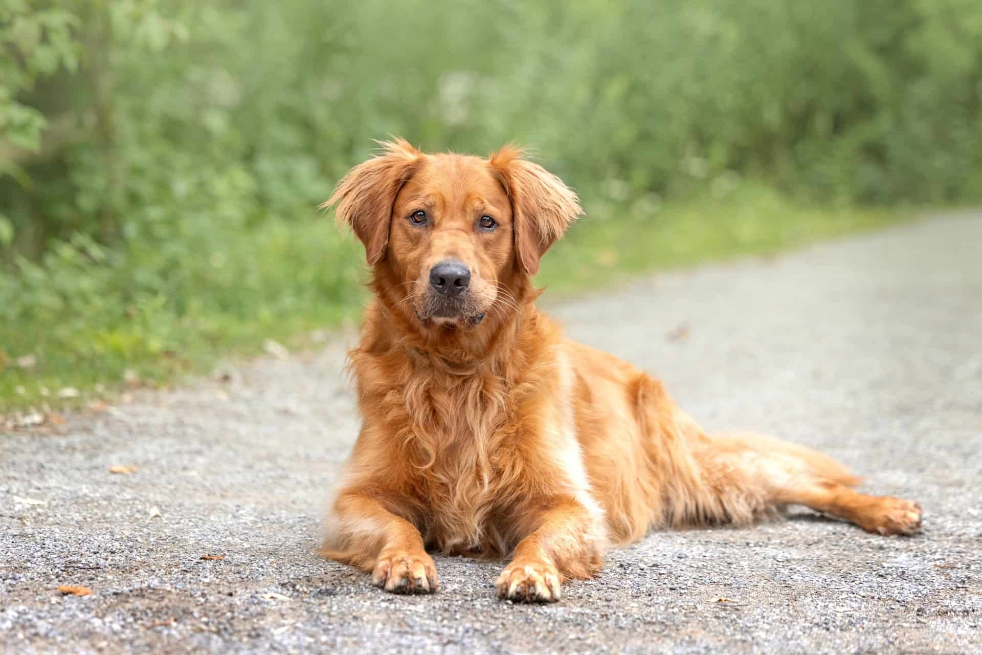 Golden Retriever with rich coloured coat relaxing