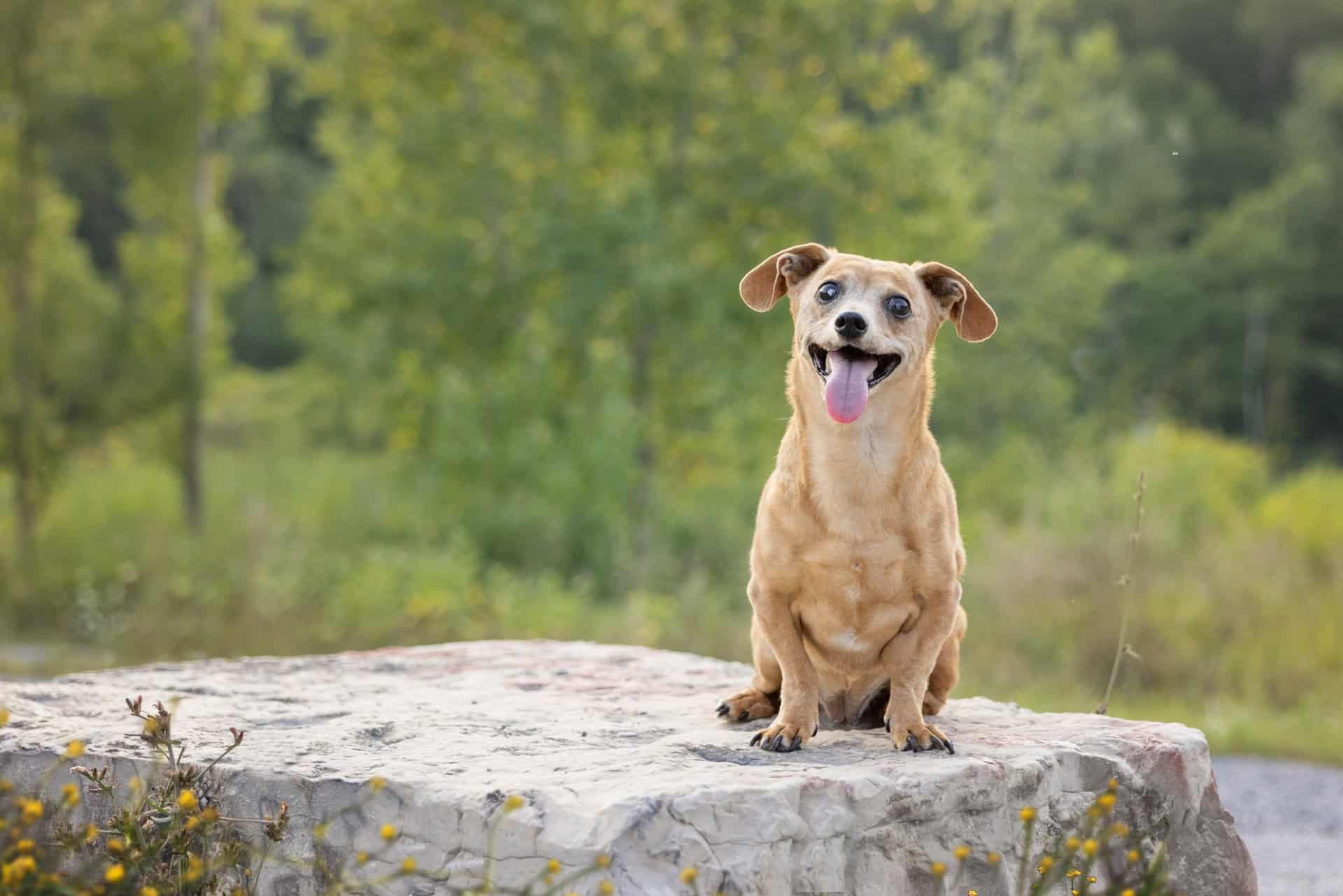 Cute dog with lovely floppy ears sitting on a rock