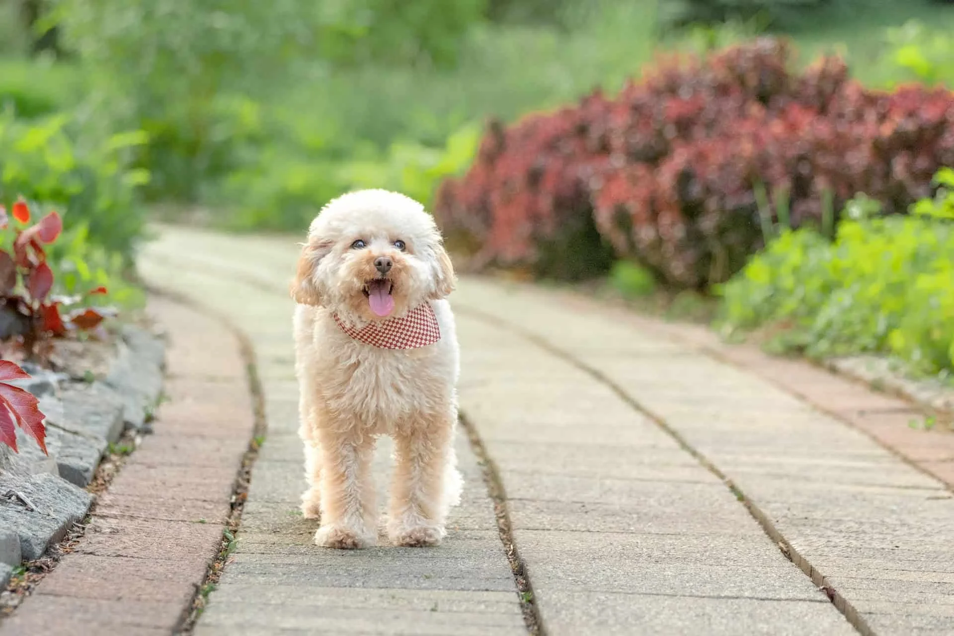Small dog on a pathway at Richmond Green park, Ontario