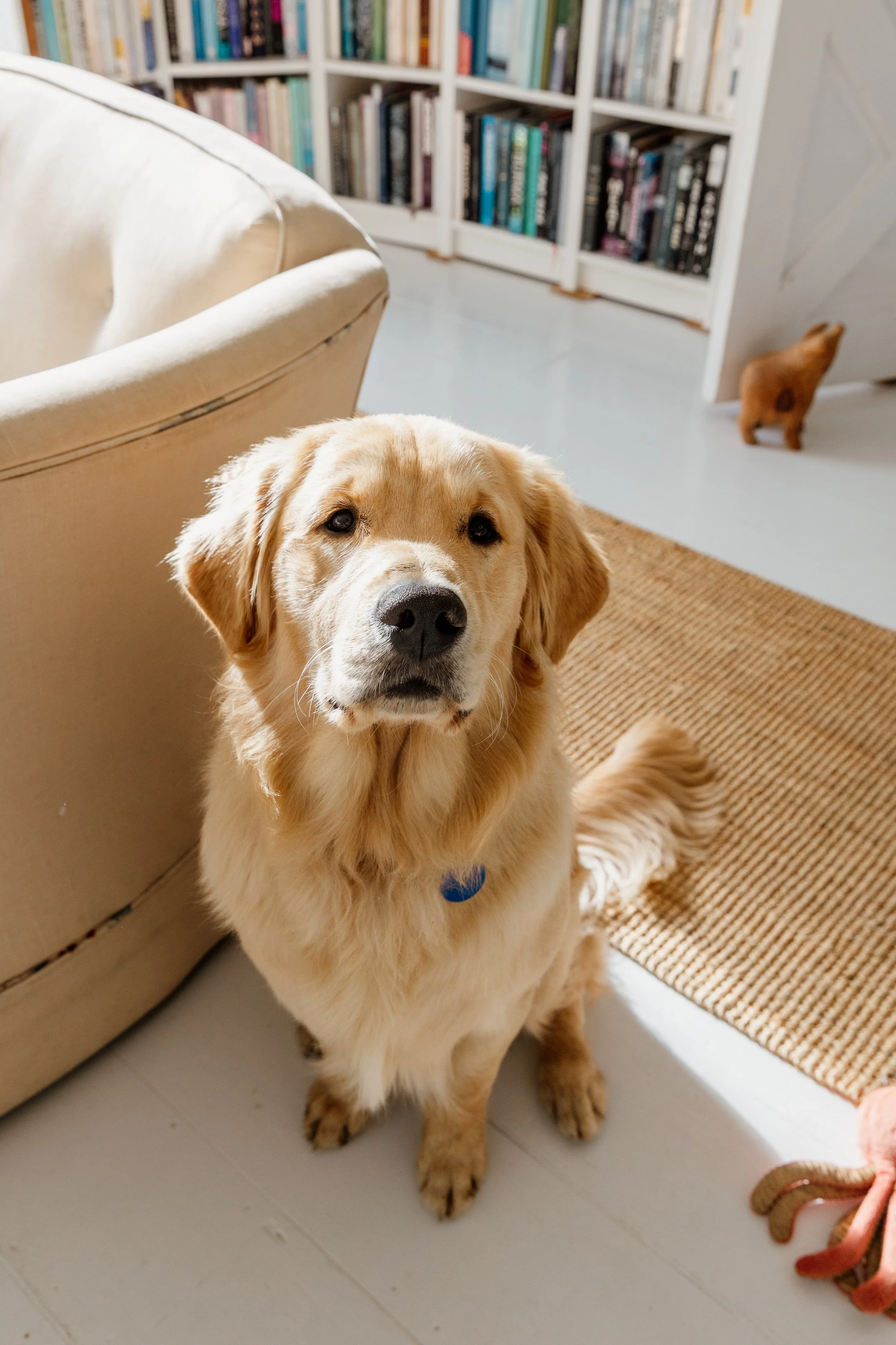 A golden retriever dog sitting indoors next to a beige couch, with bookshelves in the background and a small brown cat walking away in the background.