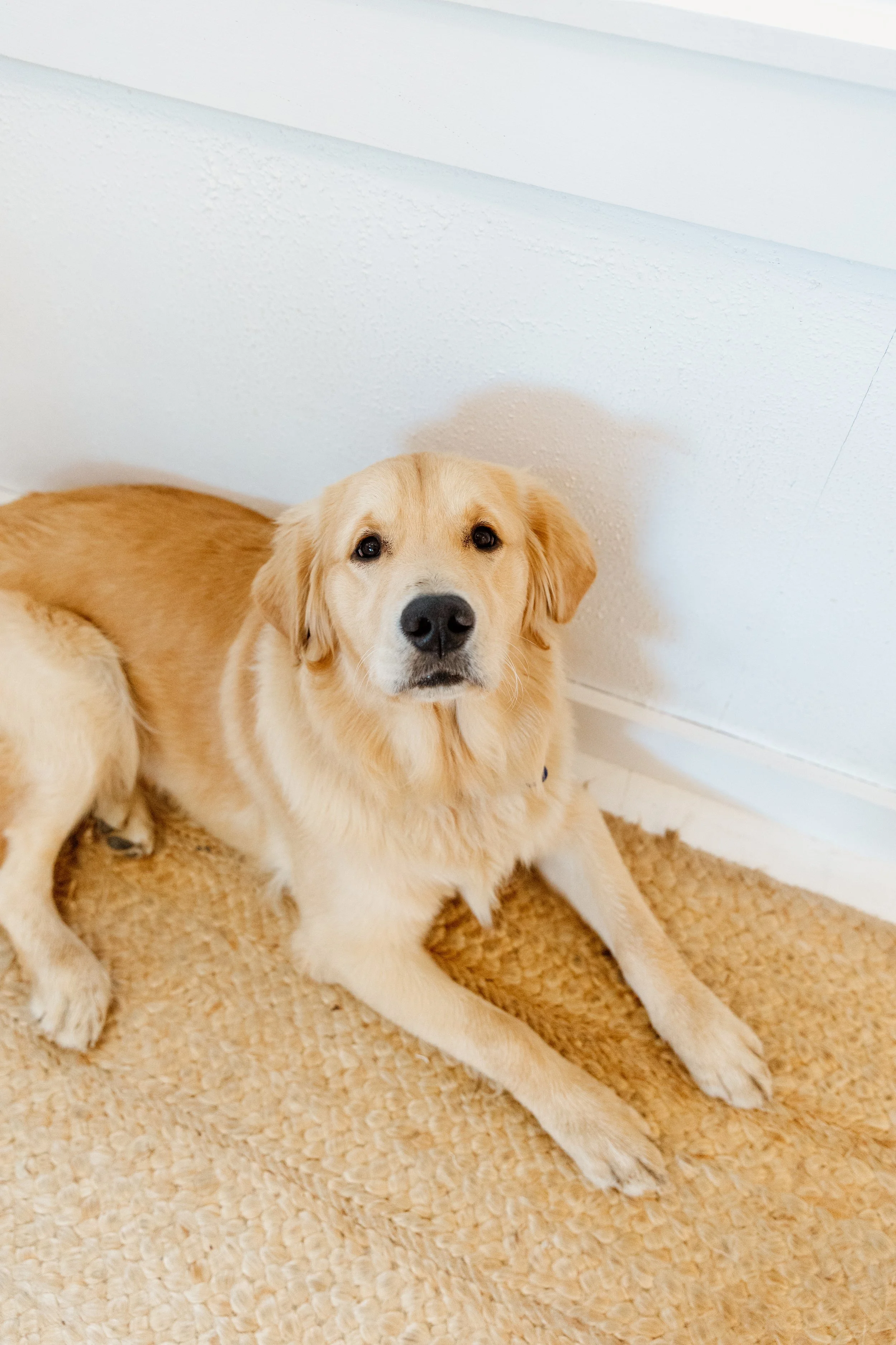 A golden retriever dog lying on a beige textured carpet next to a white wall with a baseboard.