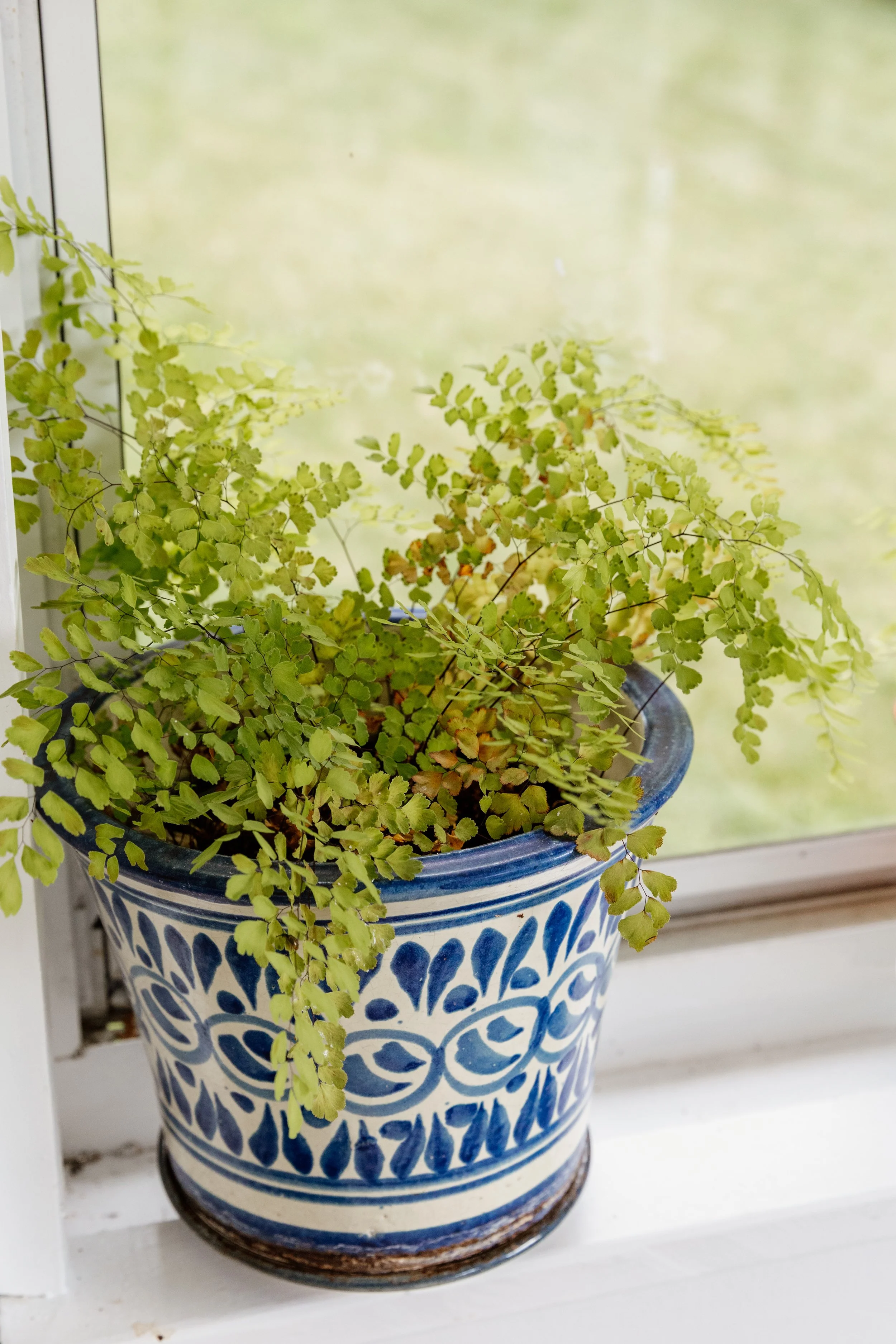 A potted fern plant with small green leaves sits on a windowsill inside a blue and white ceramic pot.