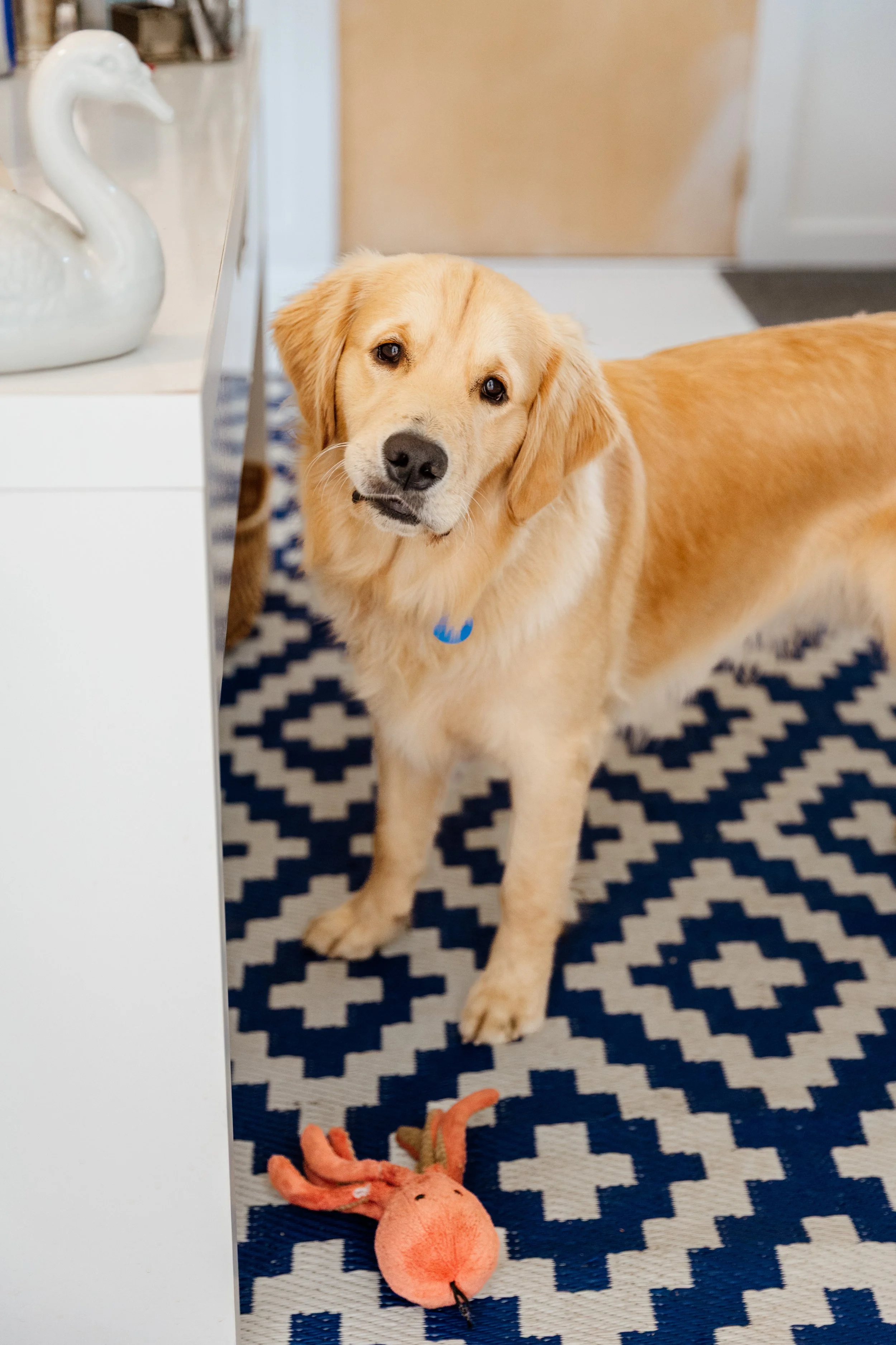 A golden retriever dog standing on a patterned rug next to a toy octopus on the floor, with part of a white cabinet and a decorative swan figurine on top in the background.