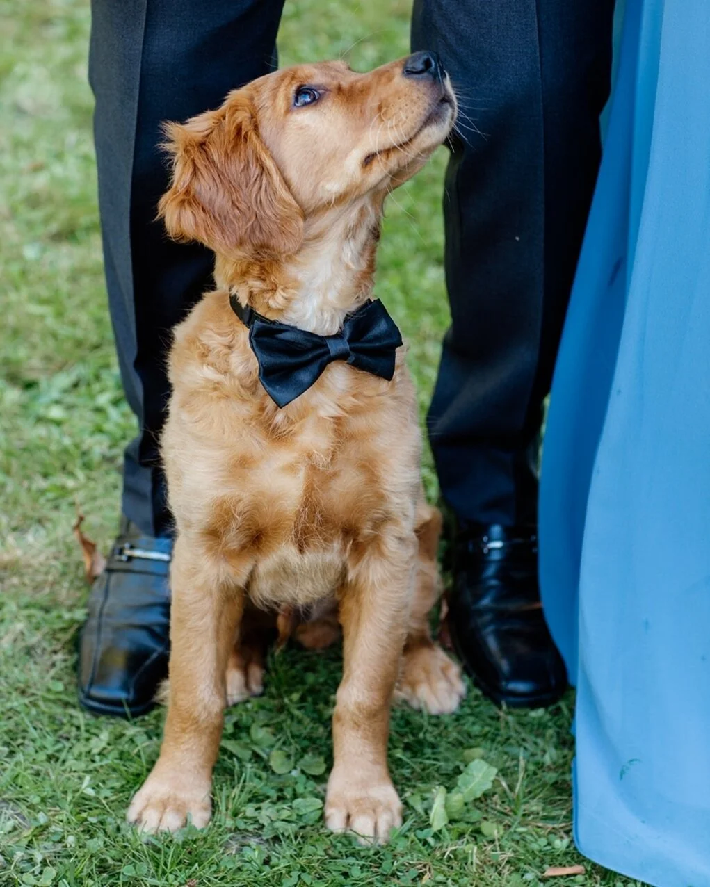 Adding an extra dose of love to the celebration - because weddings are paw-some with your best friend by your side! 🐾💍 (I will never tell you not to have your pup at your wedding, in fact I will totally encourage it!) 
.
.
.

#weddingphotographer #