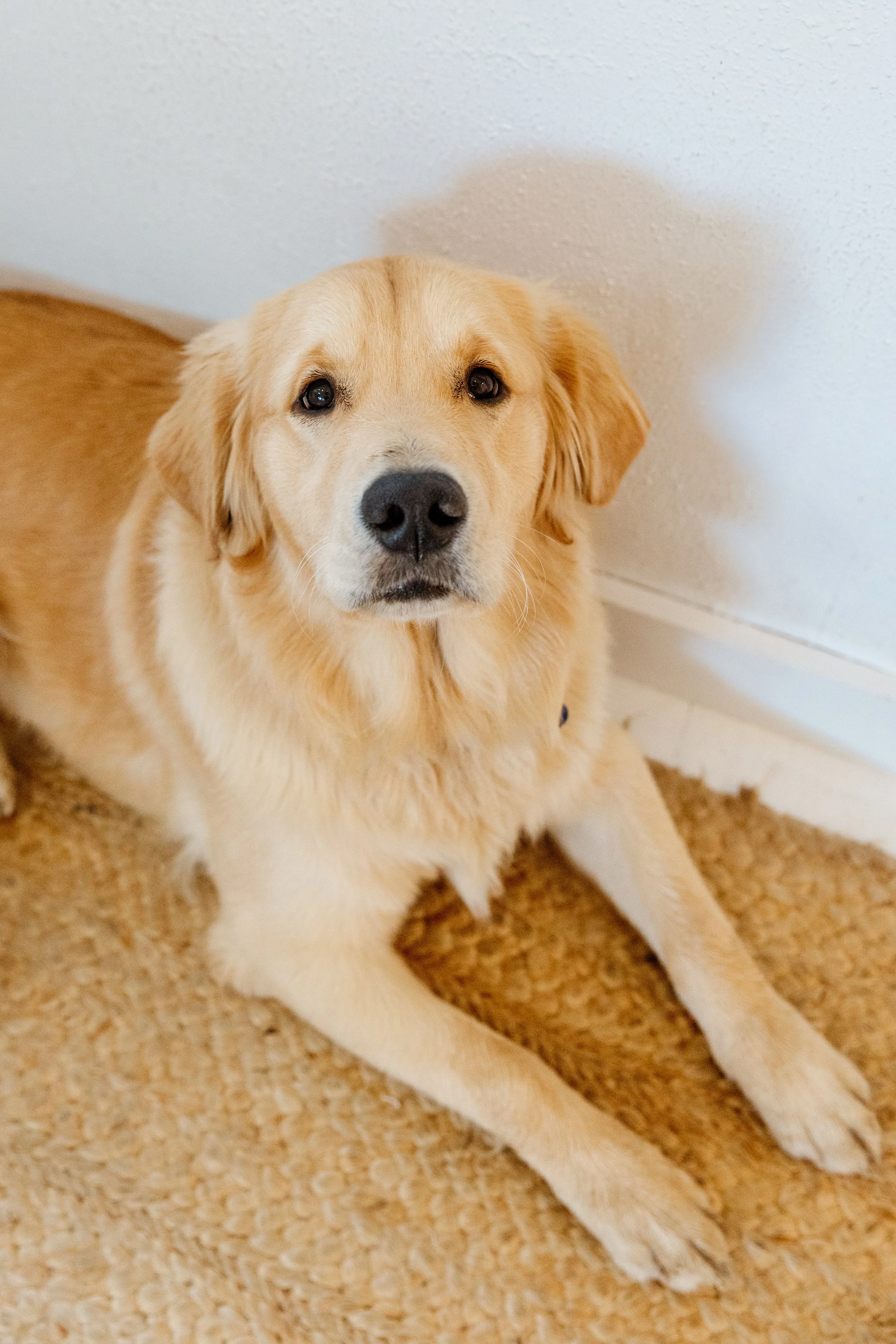 A golden retriever dog lying on a beige carpet next to a white wall.