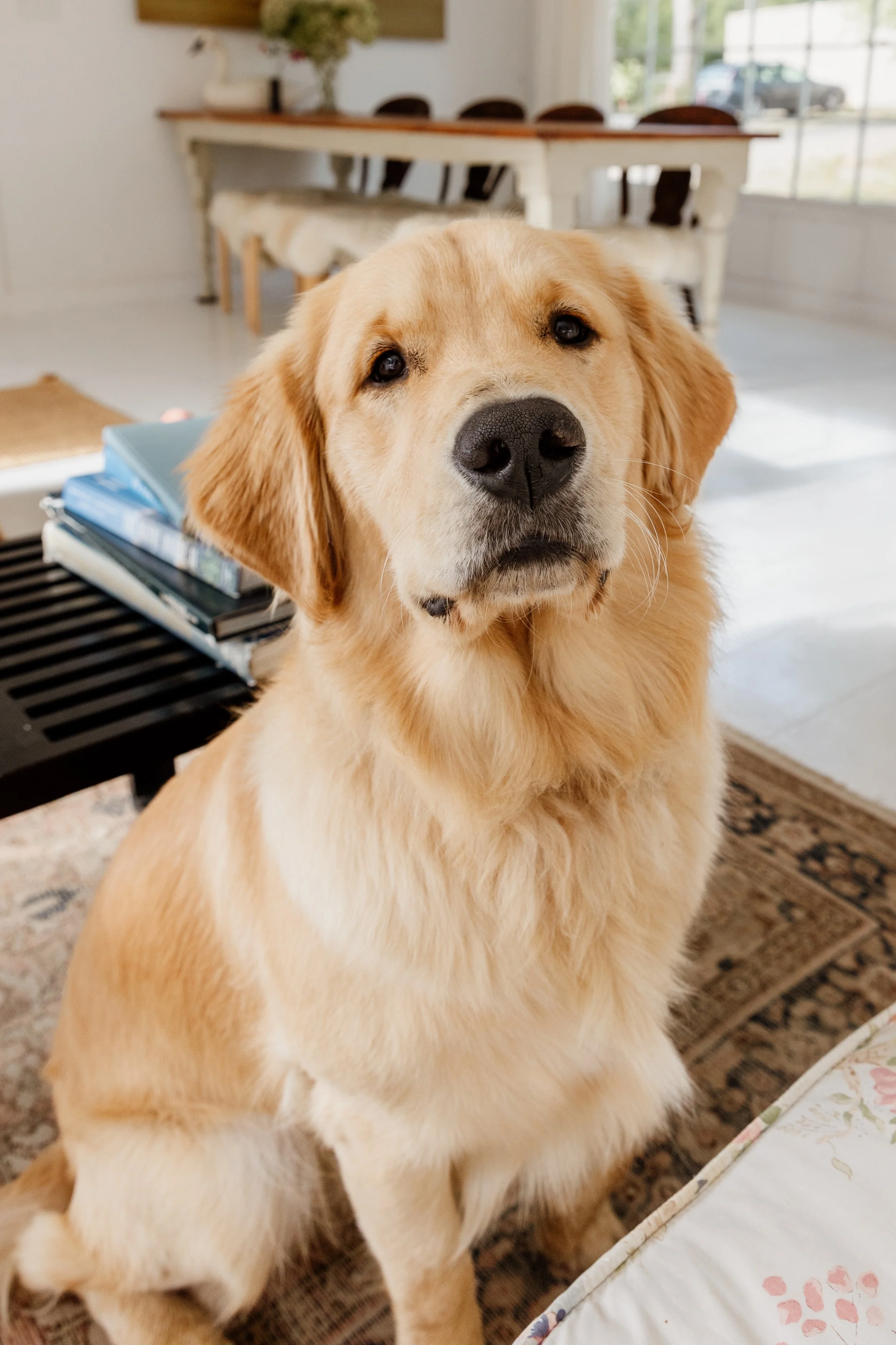 Close-up of a golden retriever sitting indoors, looking up at the camera in a cozy, well-lit living room with a dining table and chairs in the background.