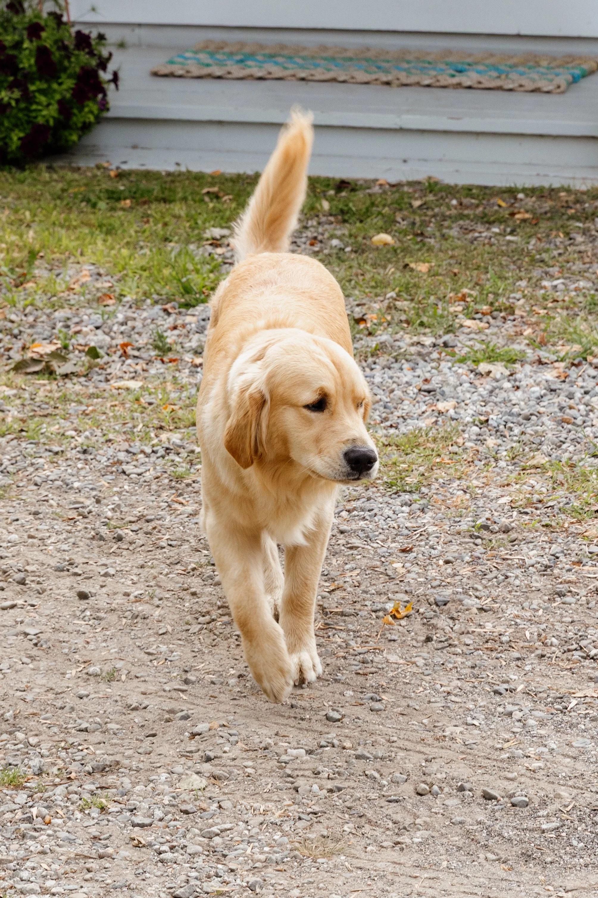 A golden retriever dog walking on a gravel path outside a house.