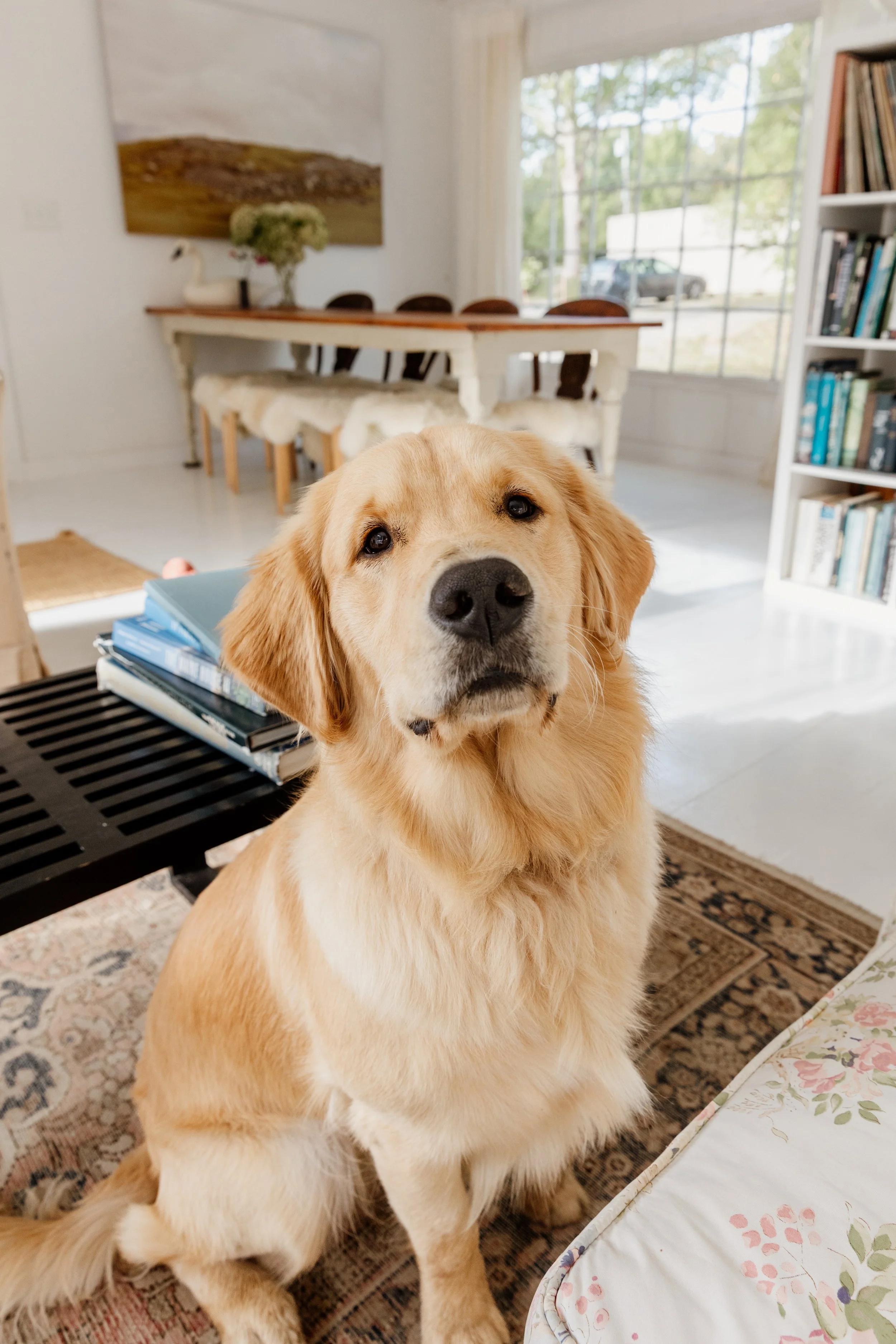 A golden retriever sitting on a rug in a well-lit living room, with a bookshelf on the right and a dining table with chairs in the background.
