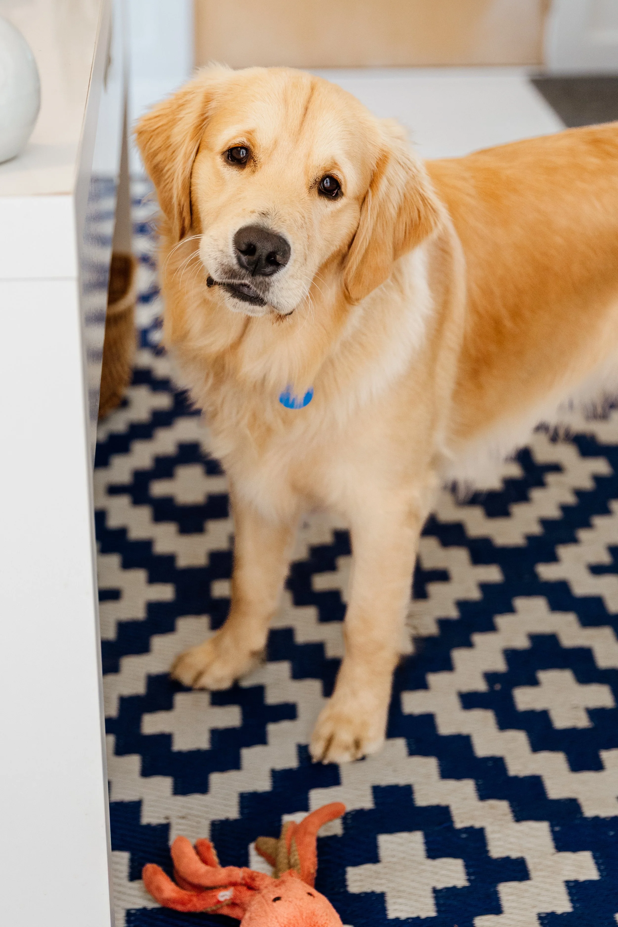 Golden retriever dog with a blue collar standing on a blue and white patterned rug inside a home, with a plush orange toy nearby.
