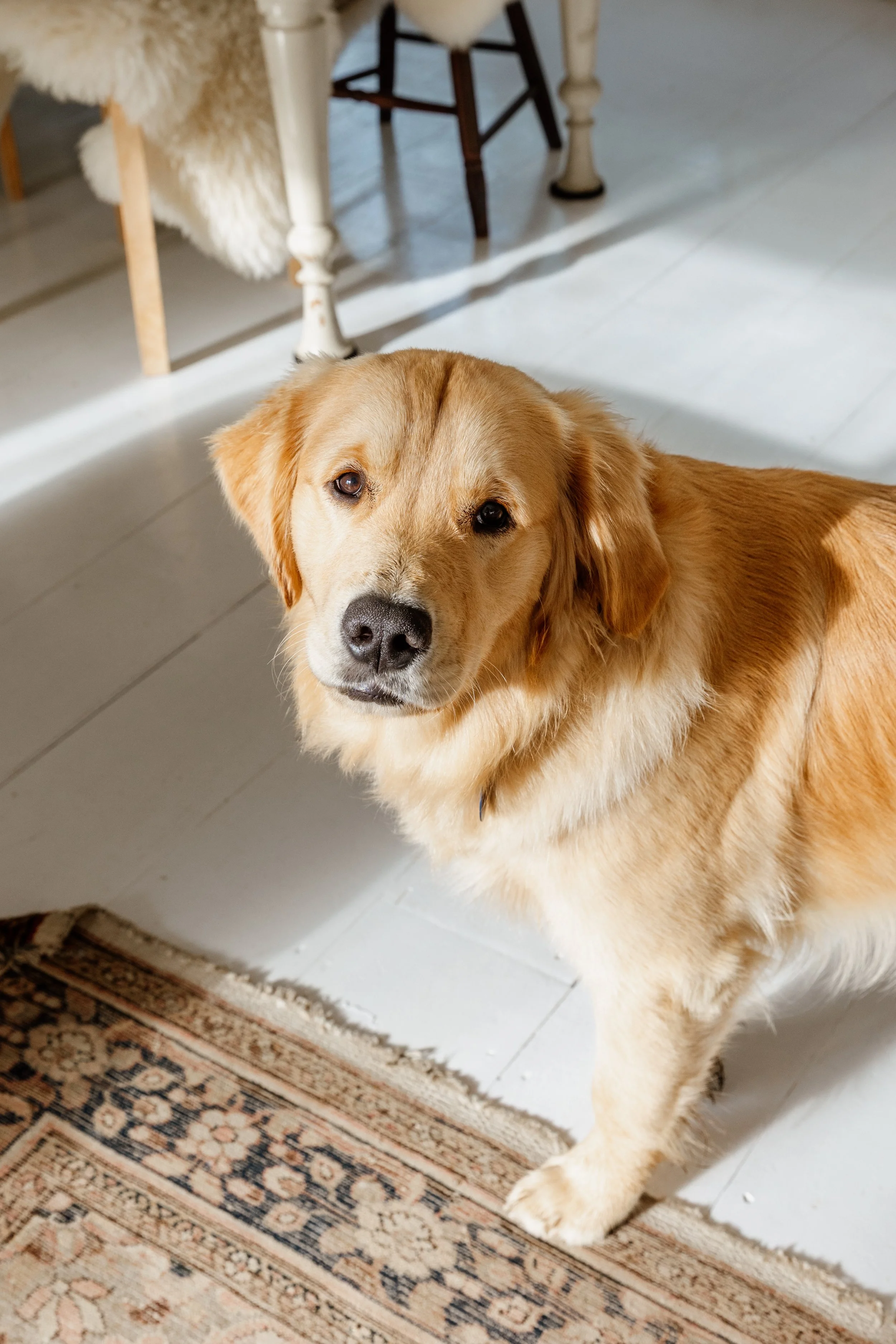 A golden retriever dog standing on a light-colored wooden floor near a patterned rug, looking up at the camera. In the background, there is a wooden table with white legs and a chair.