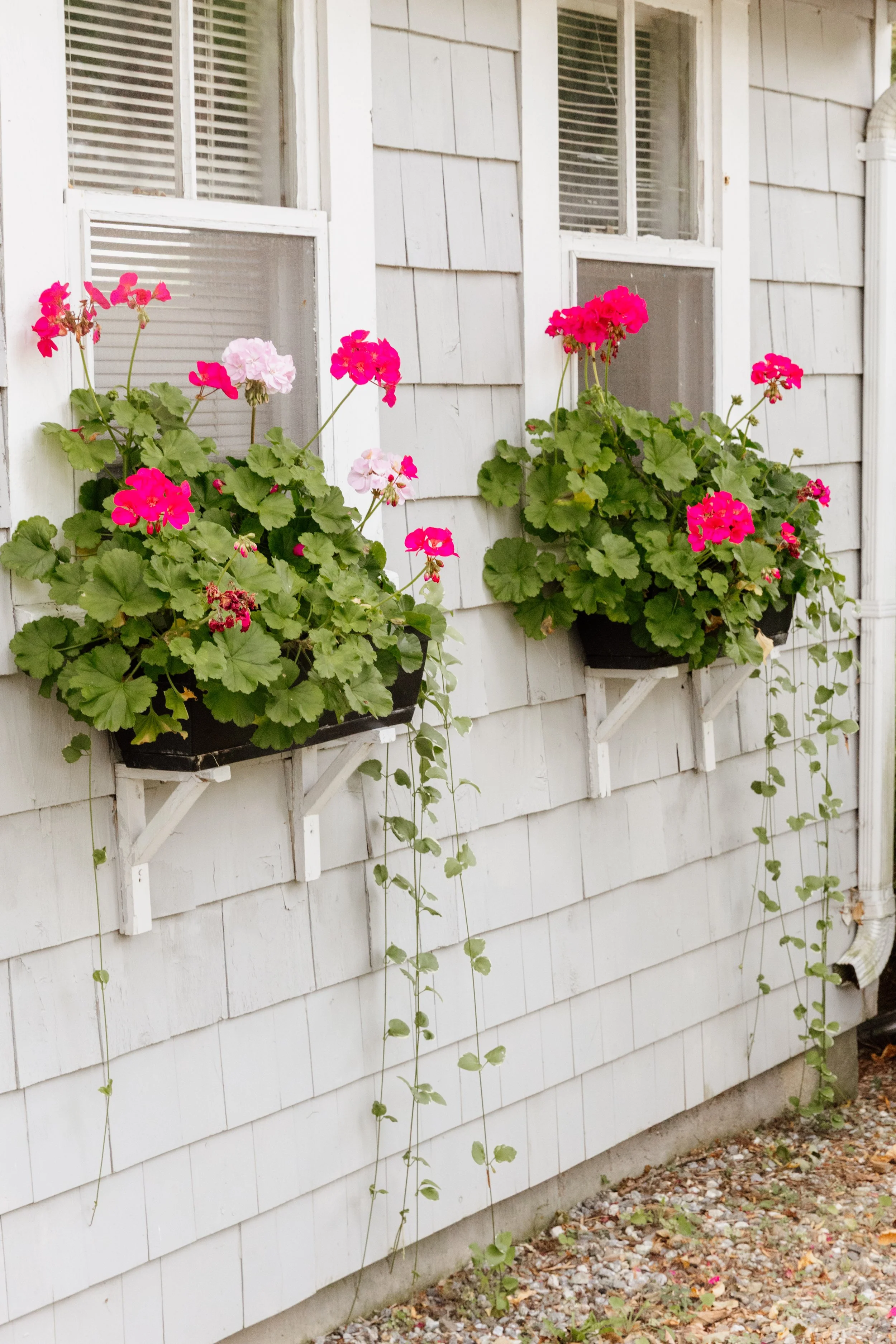 Two window boxes with pink and white geraniums on a white wooden exterior wall.