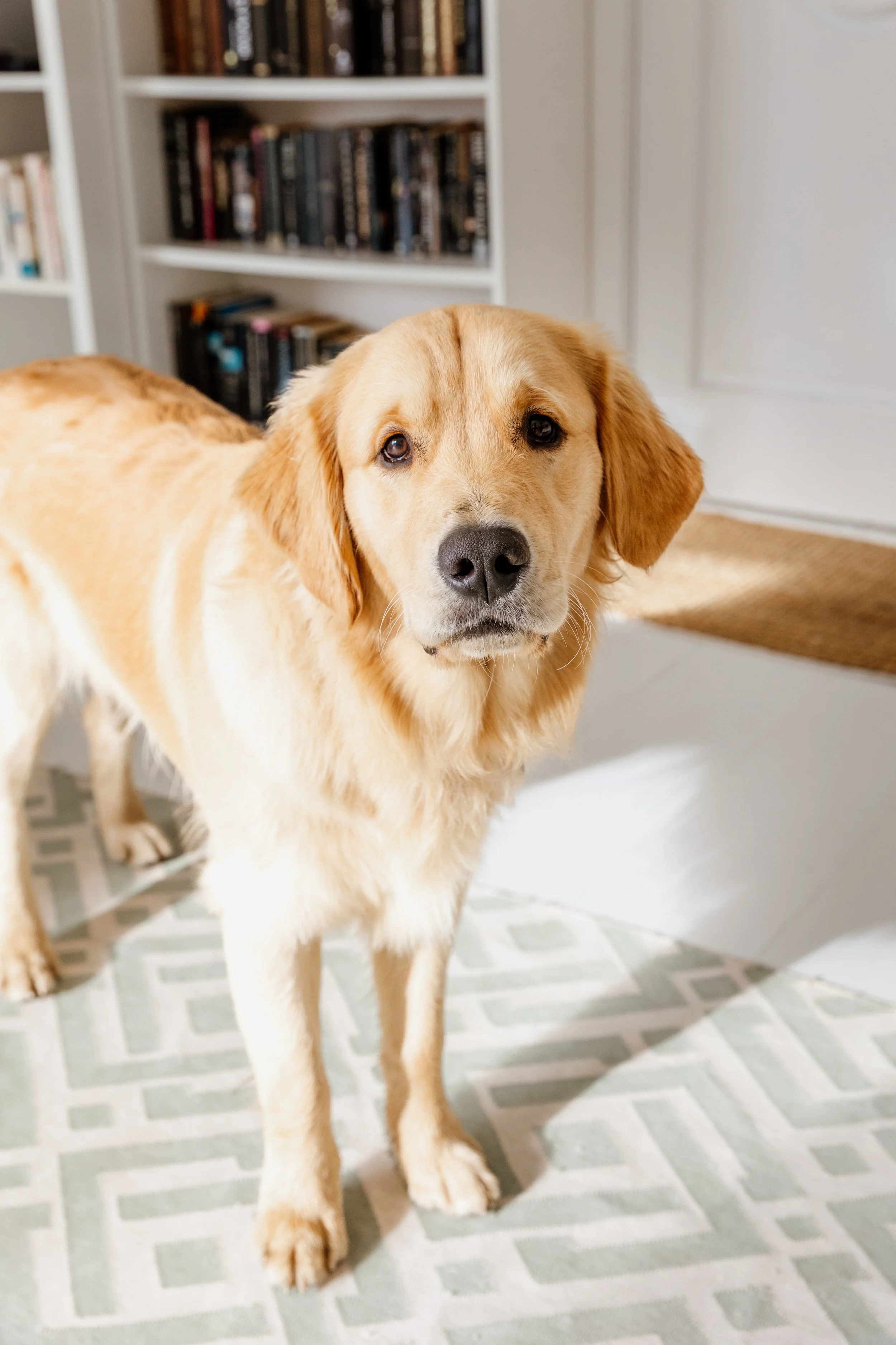 A golden retriever dog standing on a geometric-patterned rug inside a room with a bookshelf in the background.