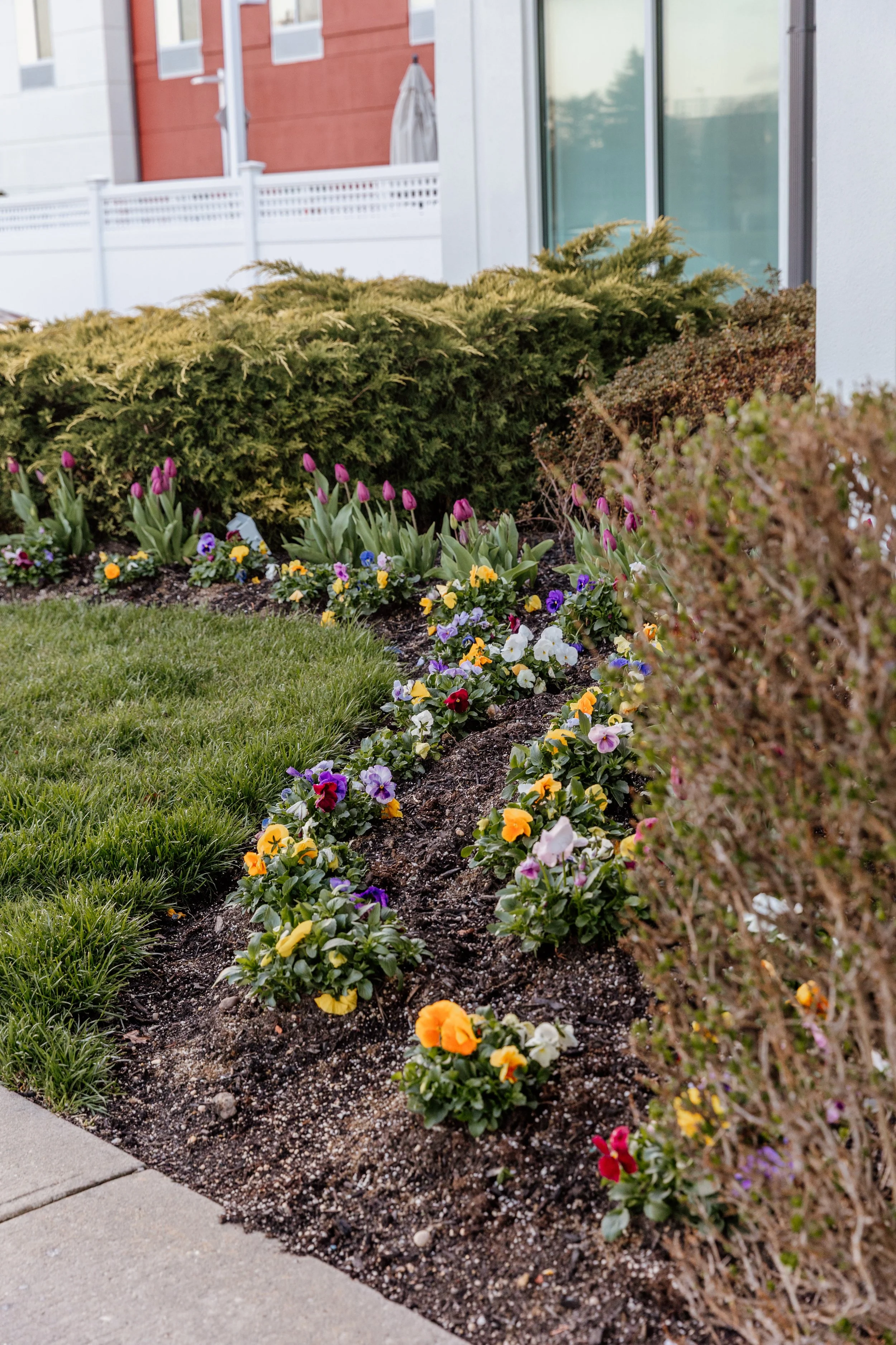 Flower bed with colorful pansies and tulips, bordered by a sidewalk and a green lawn, with a shrub and house in the background.