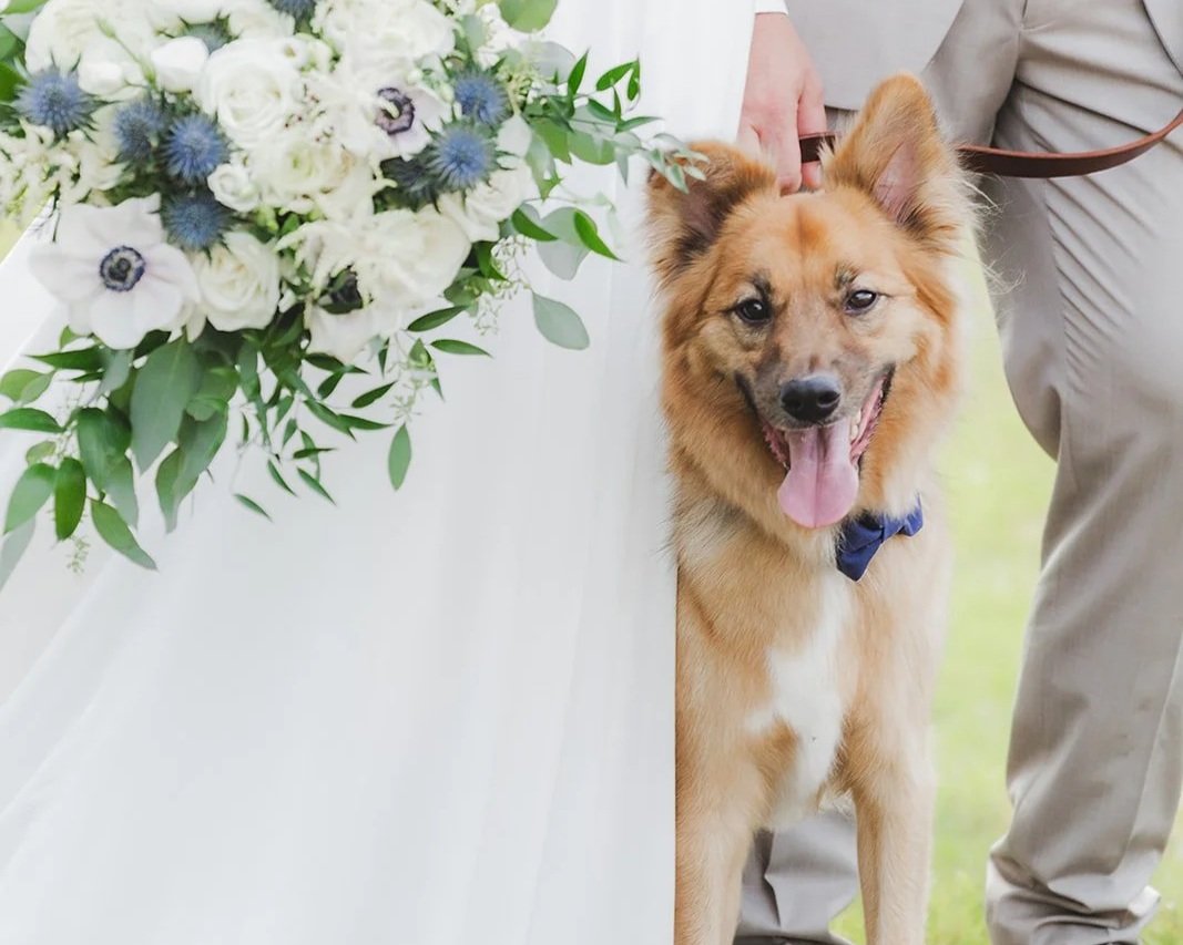 A very good dog in a blue bow tie stealing the spotlight alongside his people on their wedding day, with a beautiful bouquet of white and purple blooms nearby.