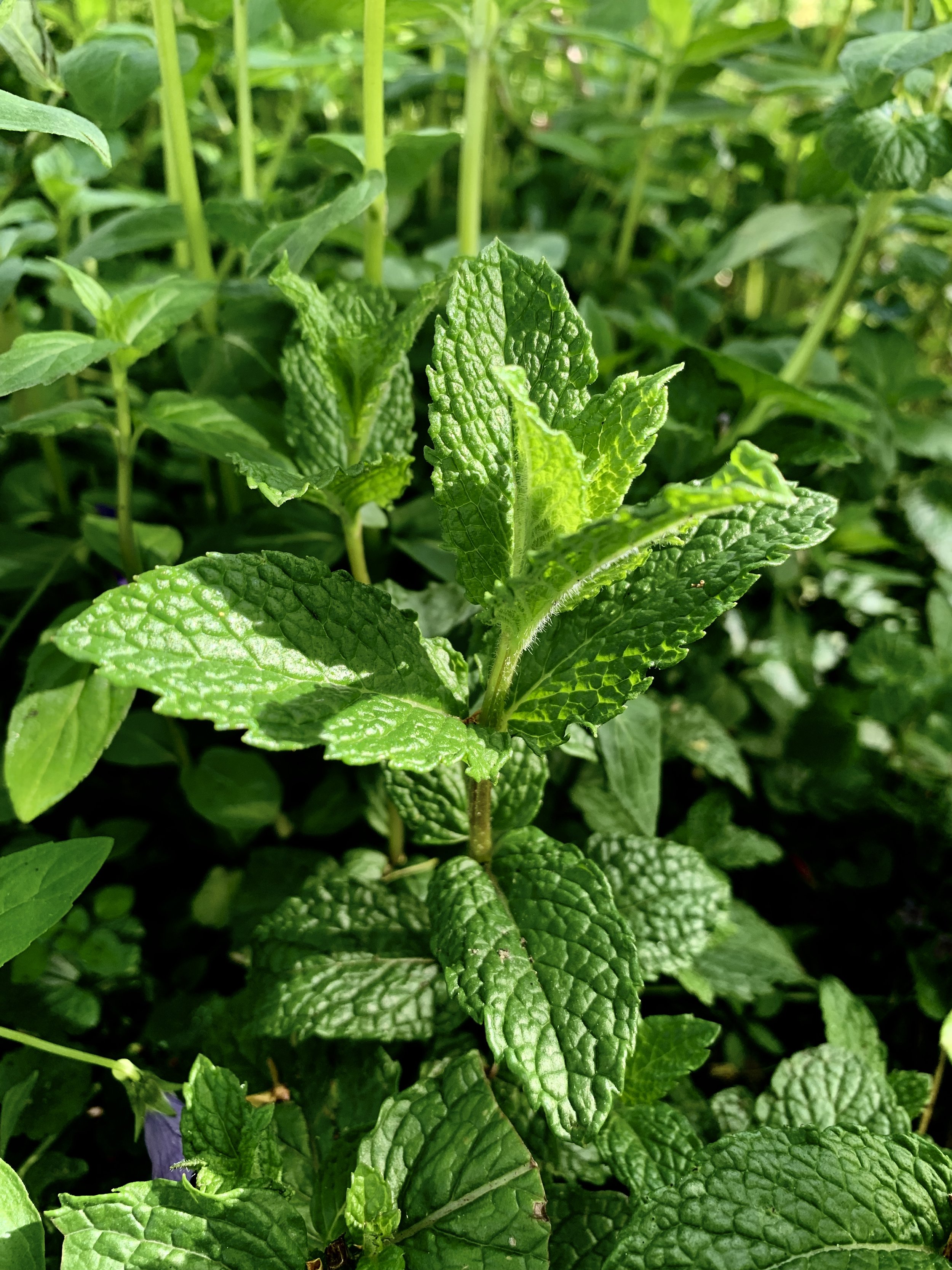 Garden Mint