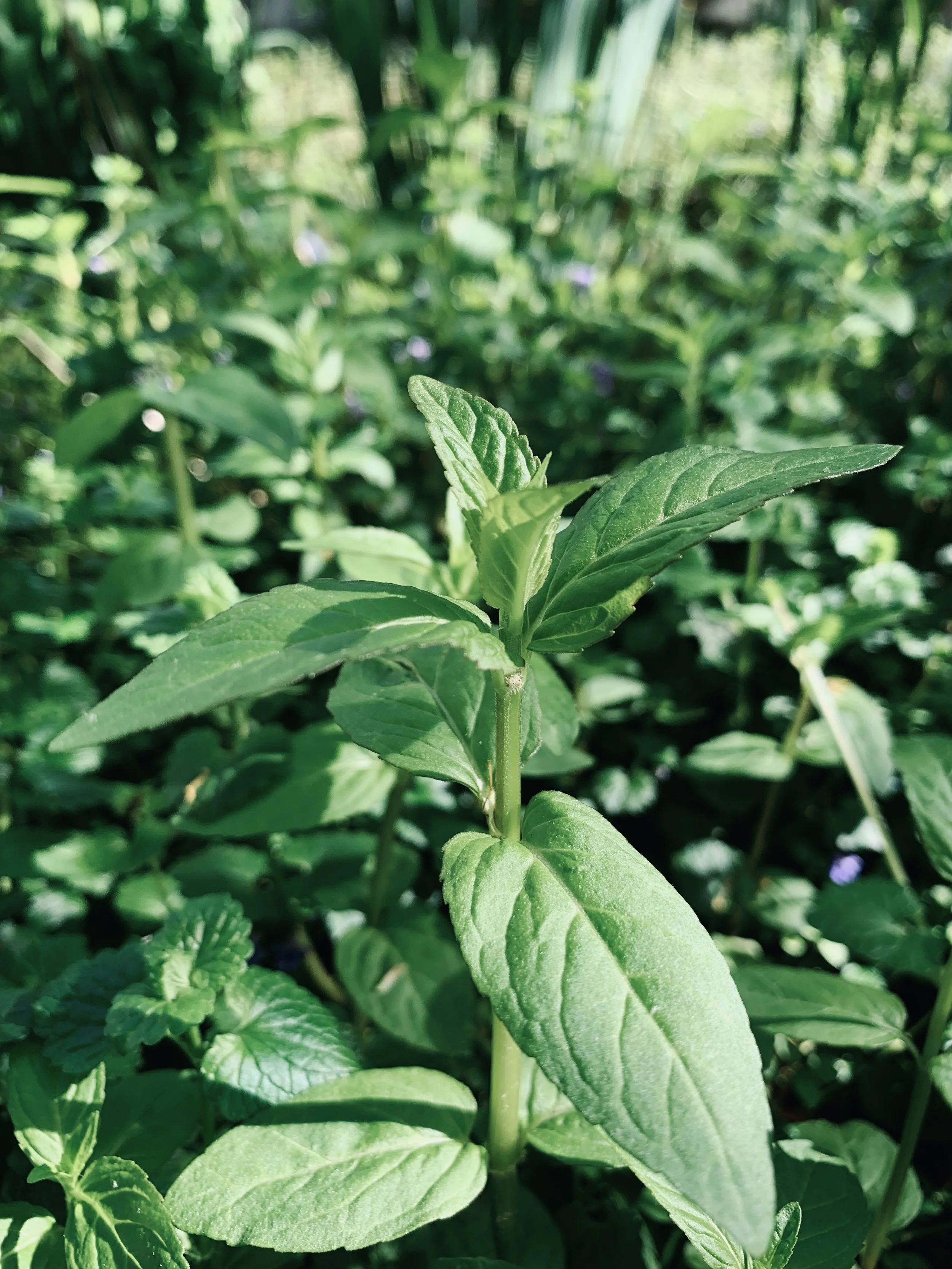 Wild Michigan Mint