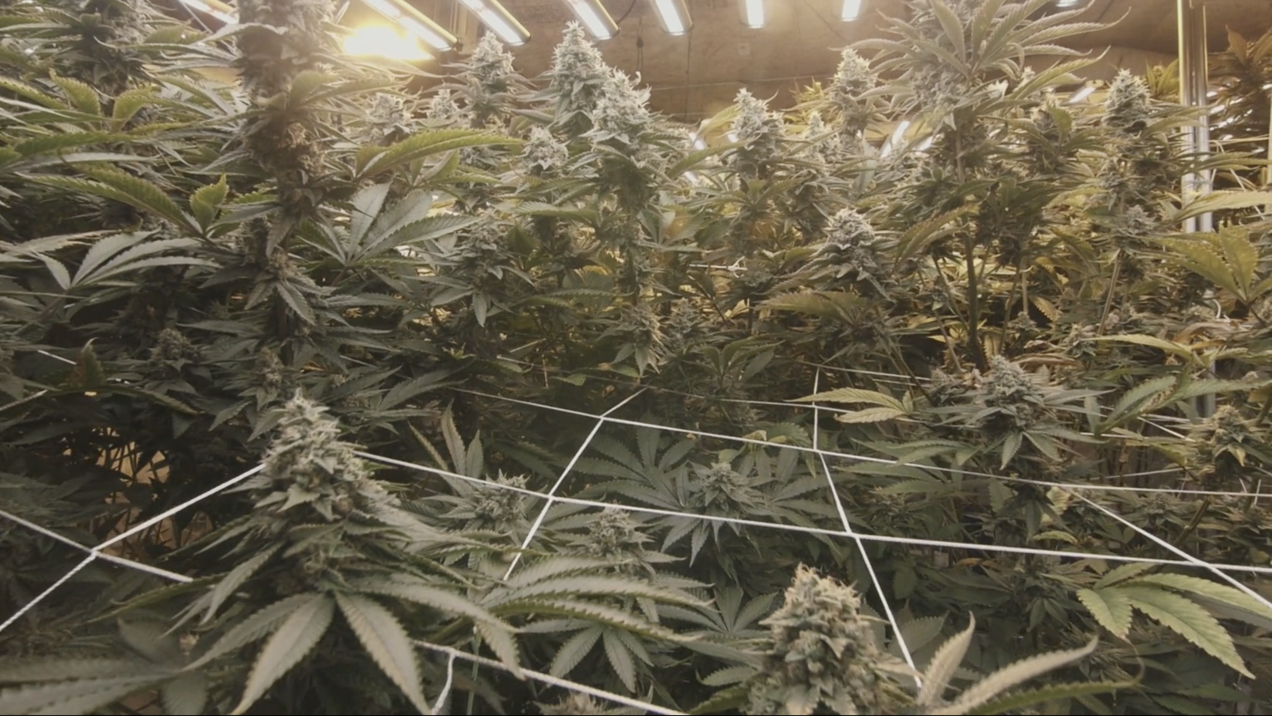 Cannabis banner.png
